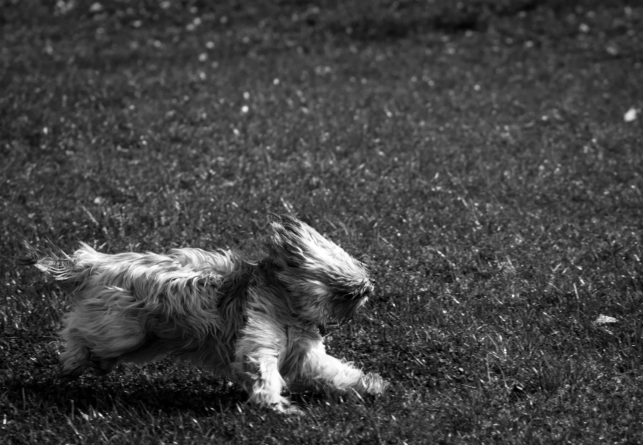 Sigma 105mm F2.8 EX DG OS HSM sample photo. Fast dog2 photography