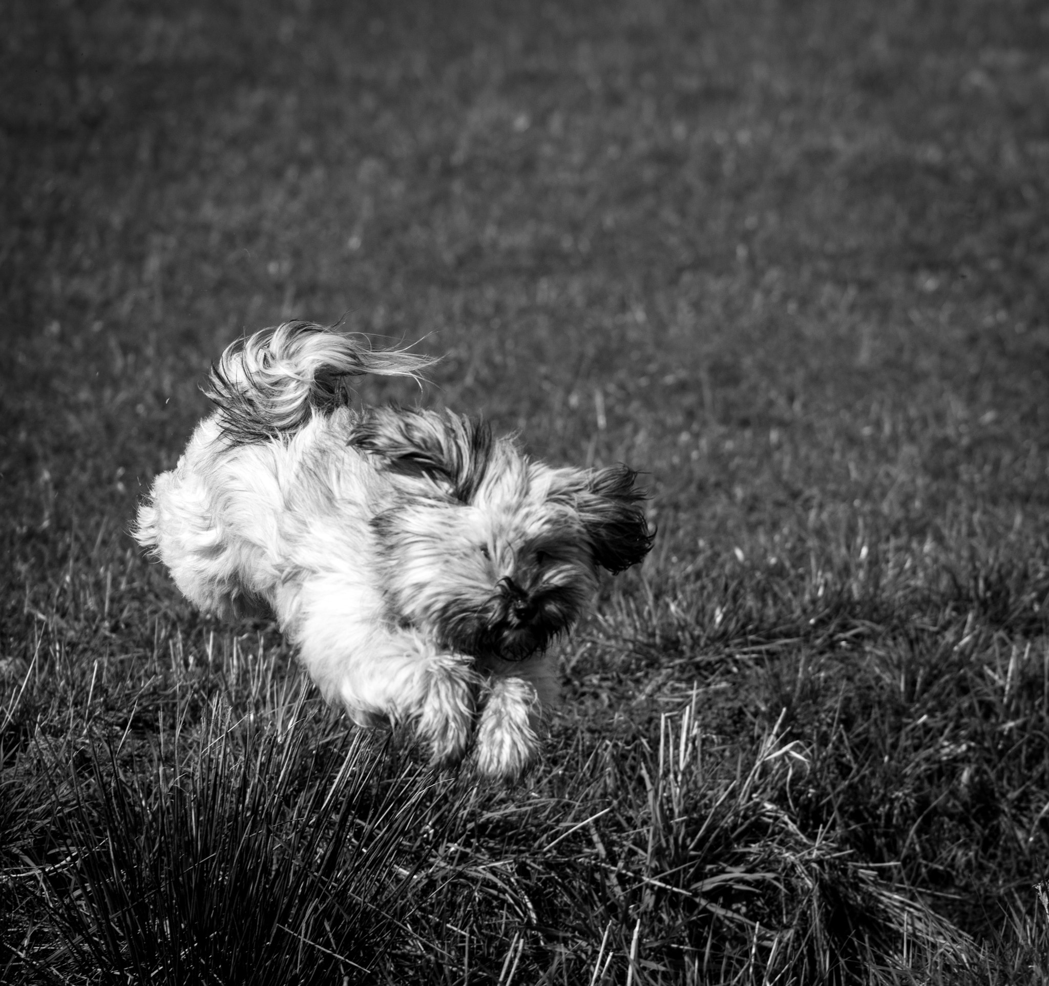 Sigma 105mm F2.8 EX DG OS HSM sample photo. Fast dog3 photography