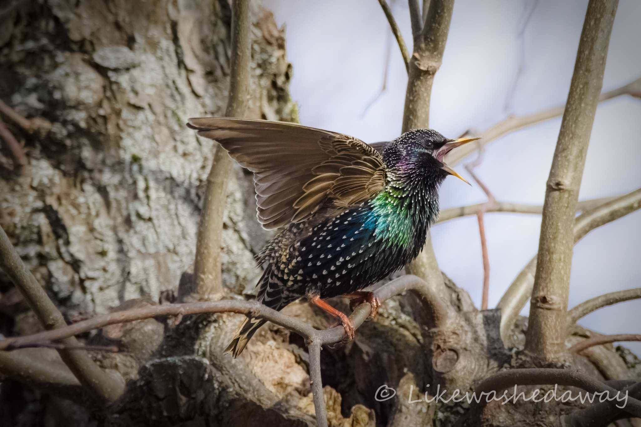 Sigma 150-600mm F5-6.3 DG OS HSM | C sample photo. Starling photography