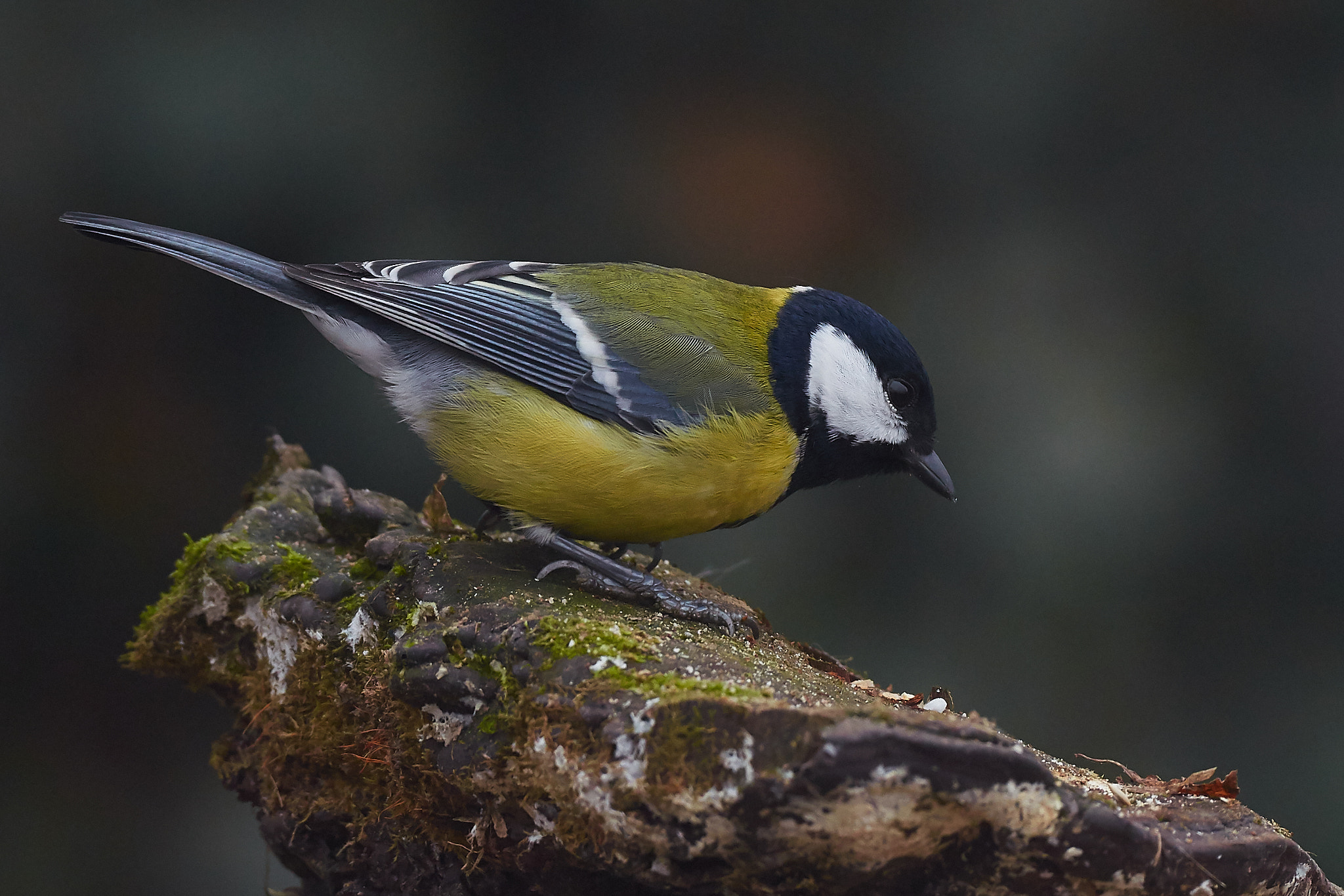 Nikon AF-S Nikkor 200-500mm F5.6E ED VR sample photo. Hungry tit photography