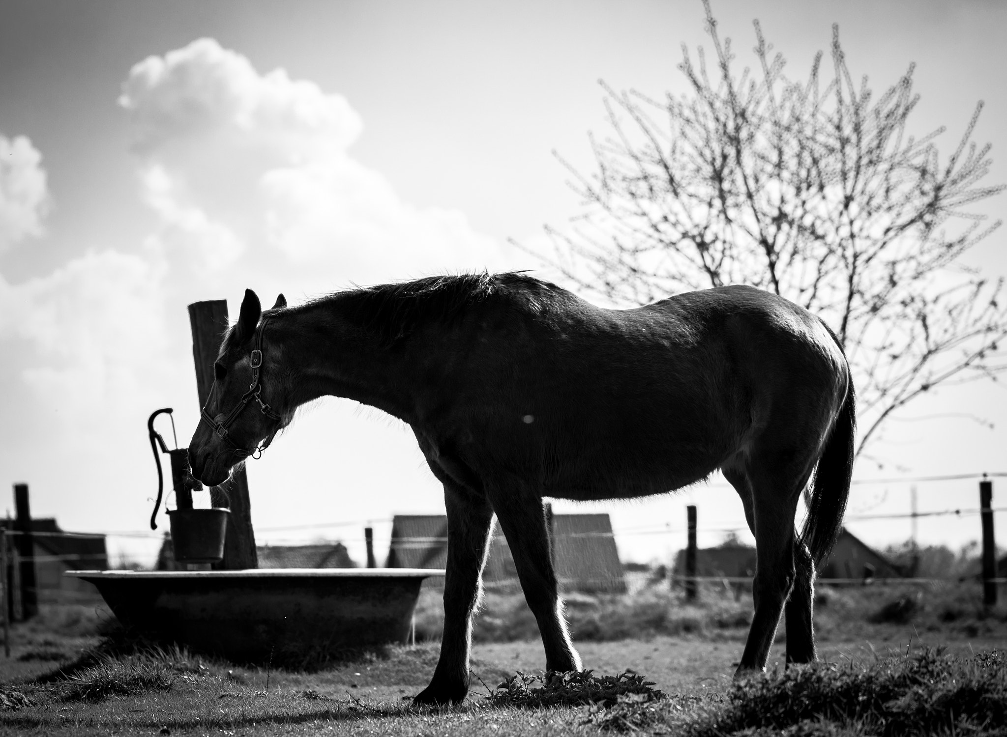 Sigma 105mm F2.8 EX DG OS HSM sample photo. Horse thirsty photography