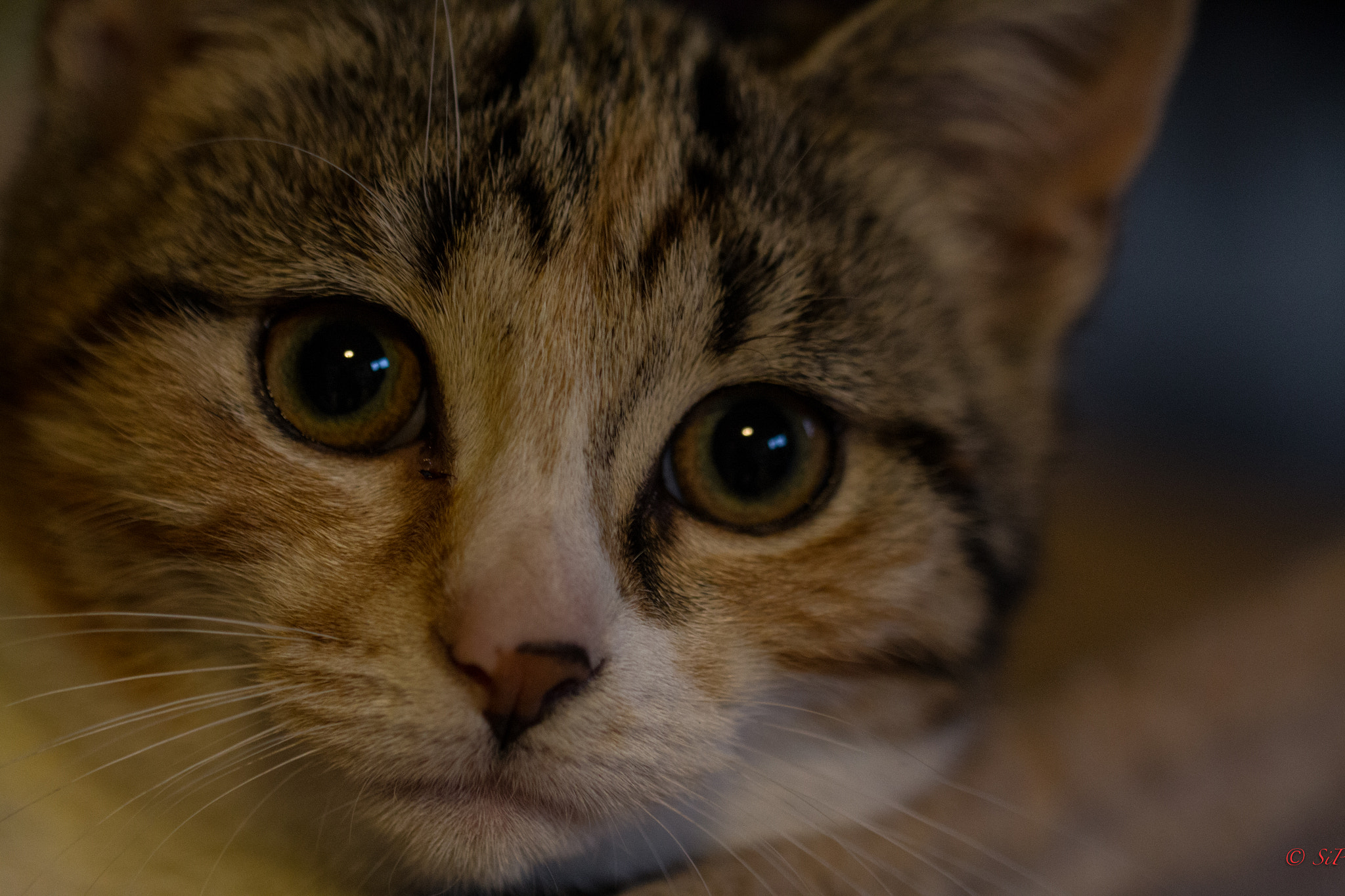 Canon EF 100mm F2.8L Macro IS USM sample photo. Lola photography