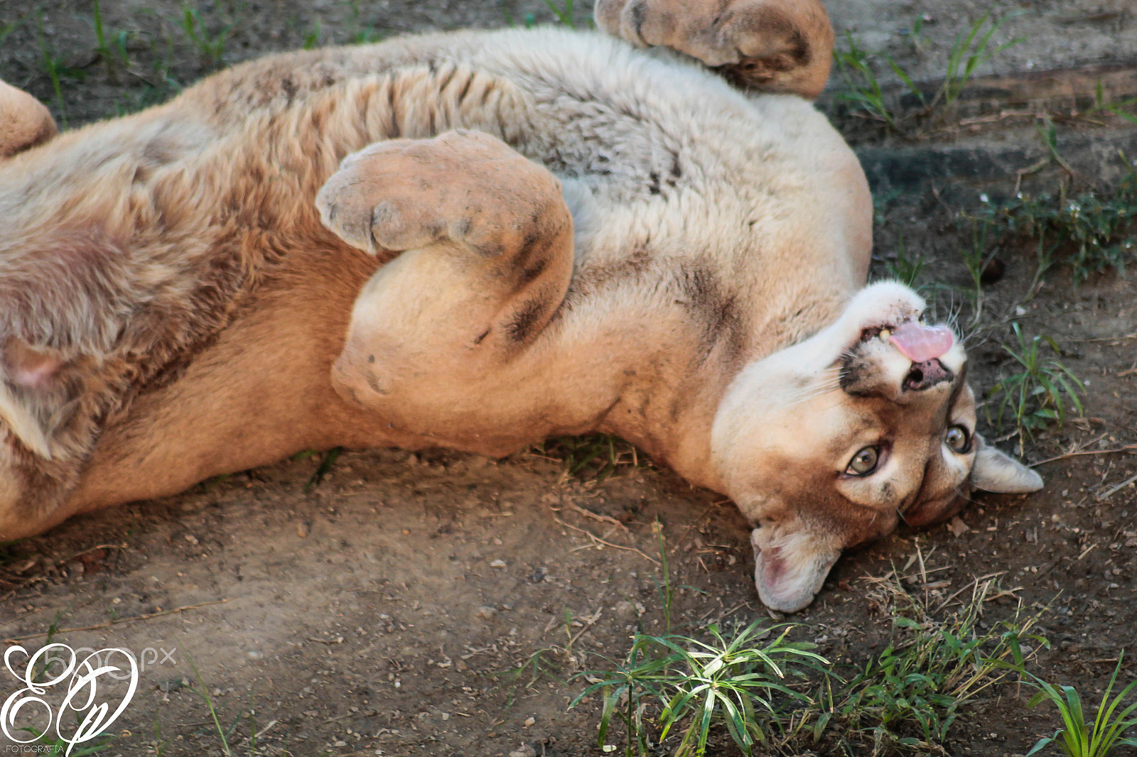 Canon EOS 600D (Rebel EOS T3i / EOS Kiss X5) sample photo. Animales photography