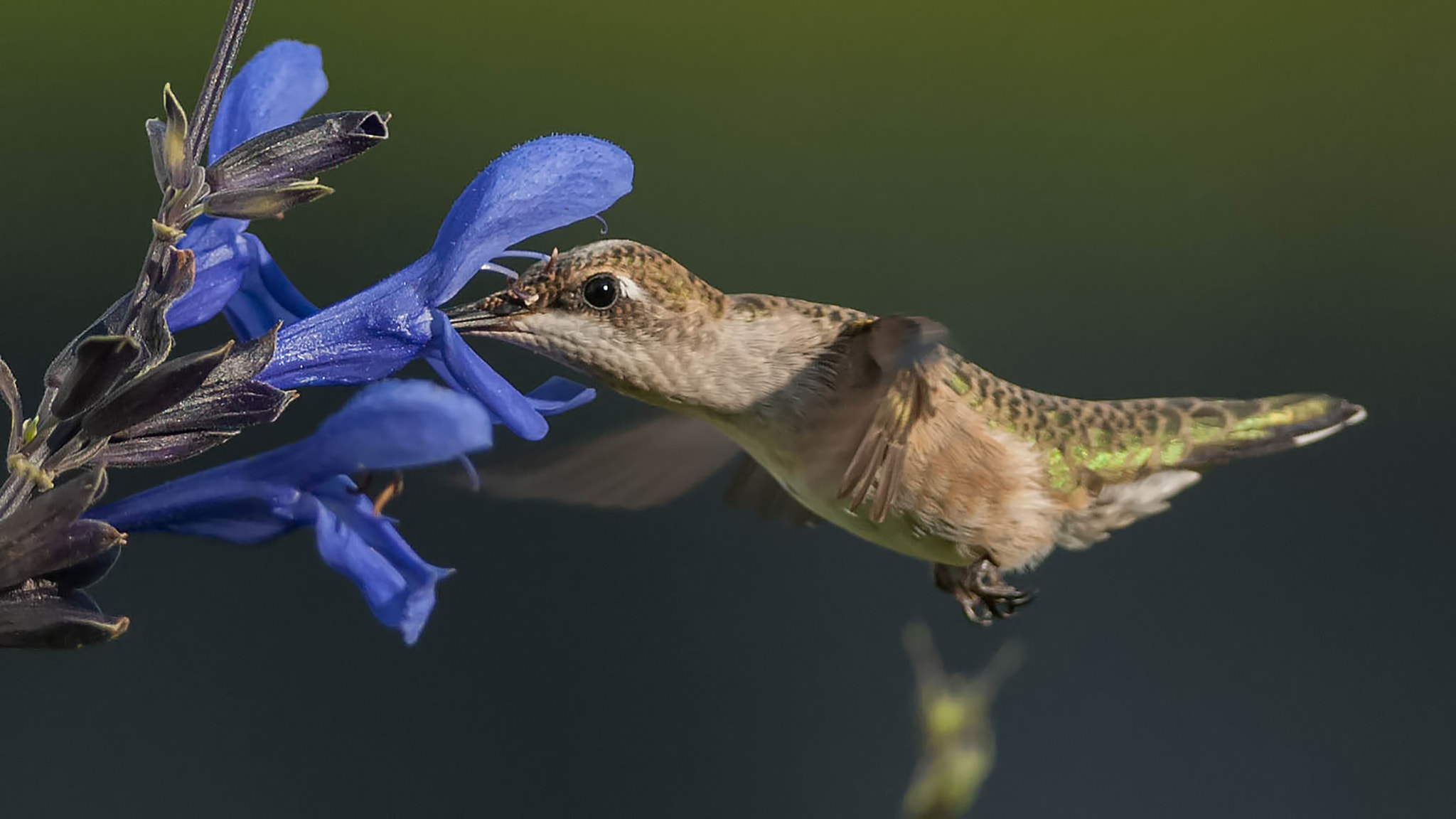 Nikon D200 + Nikon AF-S Nikkor 300mm F4D ED-IF sample photo. Hummingbird in the sage photography