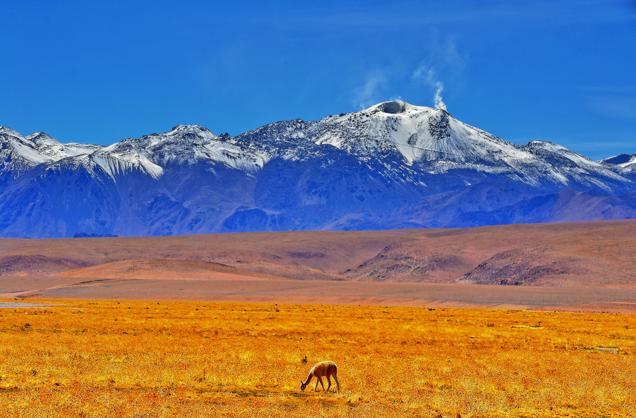 Nikon D3100 + Tamron 18-270mm F3.5-6.3 Di II VC PZD sample photo. Just a lonely guanaco. photography