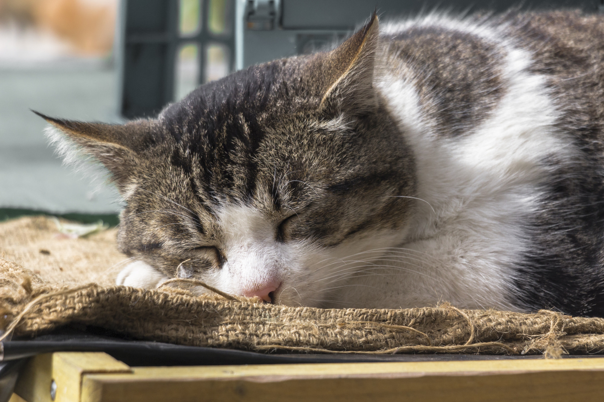 Canon EOS 100D (EOS Rebel SL1 / EOS Kiss X7) sample photo. Une vie de chat photography