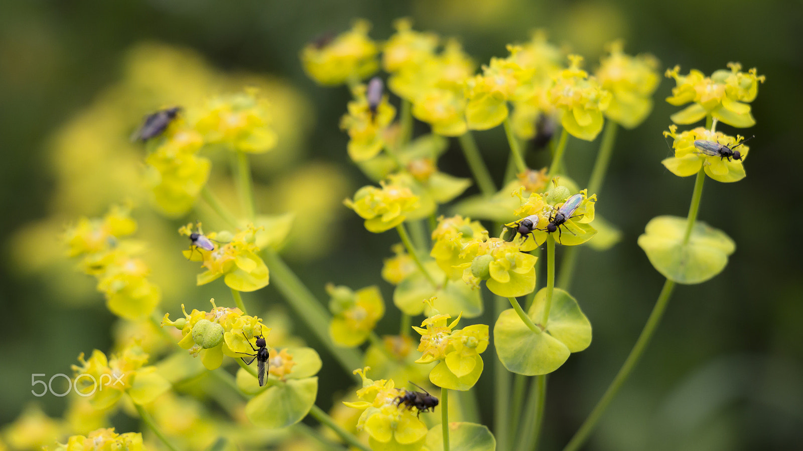 Canon EOS 100D (EOS Rebel SL1 / EOS Kiss X7) sample photo. Fourmis volantes photography