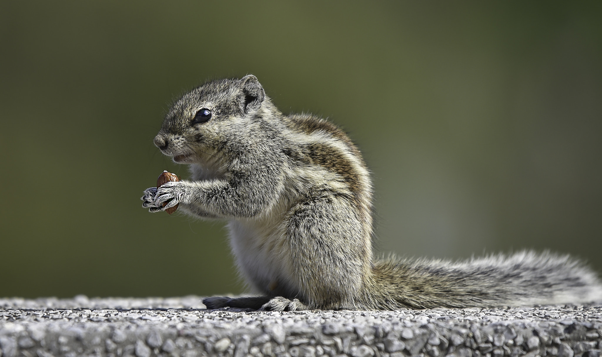 Nikon AF-S Nikkor 200-500mm F5.6E ED VR sample photo. Breakfast photography