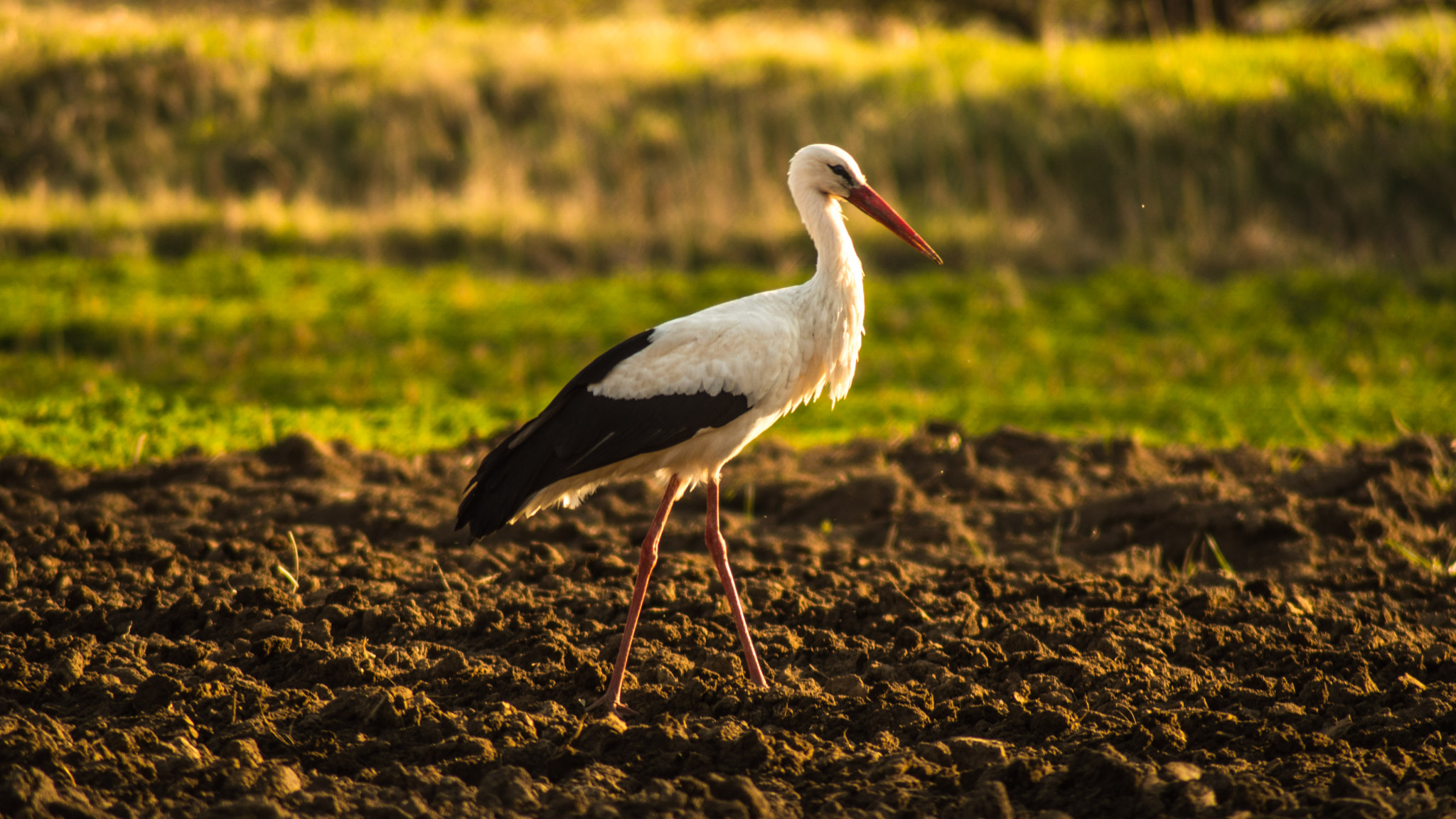 Nikon D3200 sample photo. Stork on hunting photography