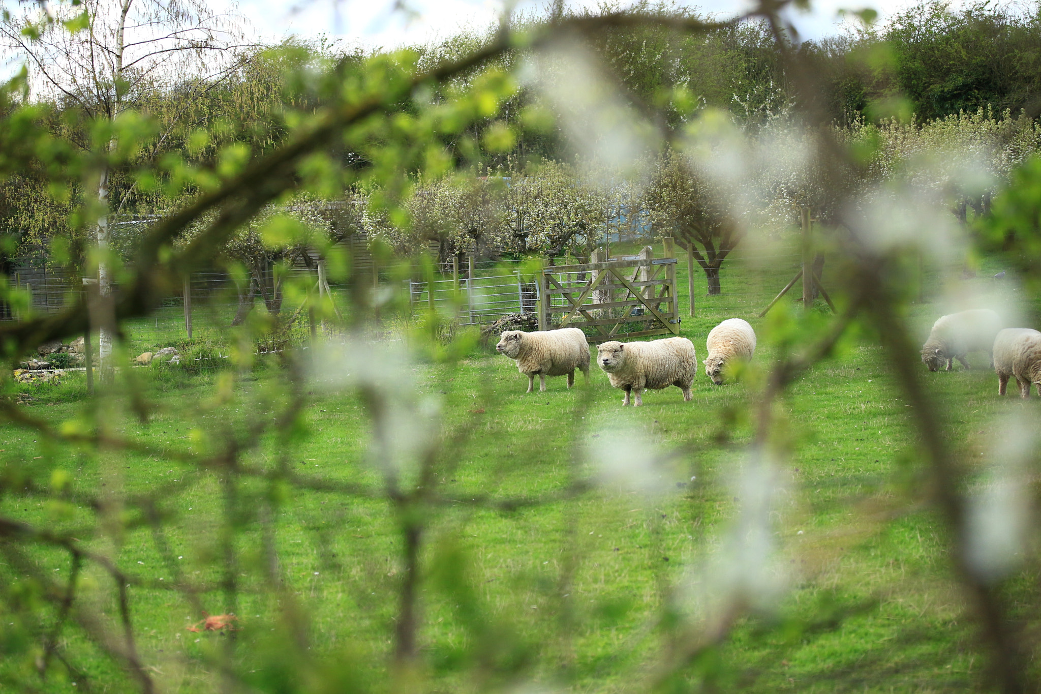 Canon EF-S 60mm F2.8 Macro USM sample photo. Sheep view photography