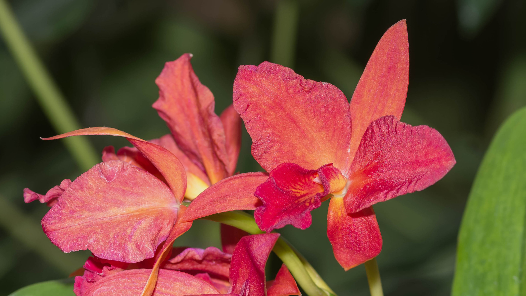 Nikon AF-S Micro-Nikkor 105mm F2.8G IF-ED VR sample photo. Cattlianthe jewlbox spellbound photography