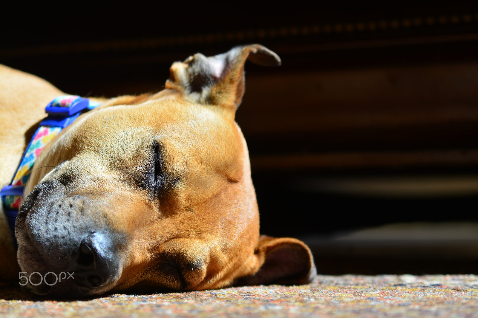 Nikon D5200 sample photo. Lazy sunday photography