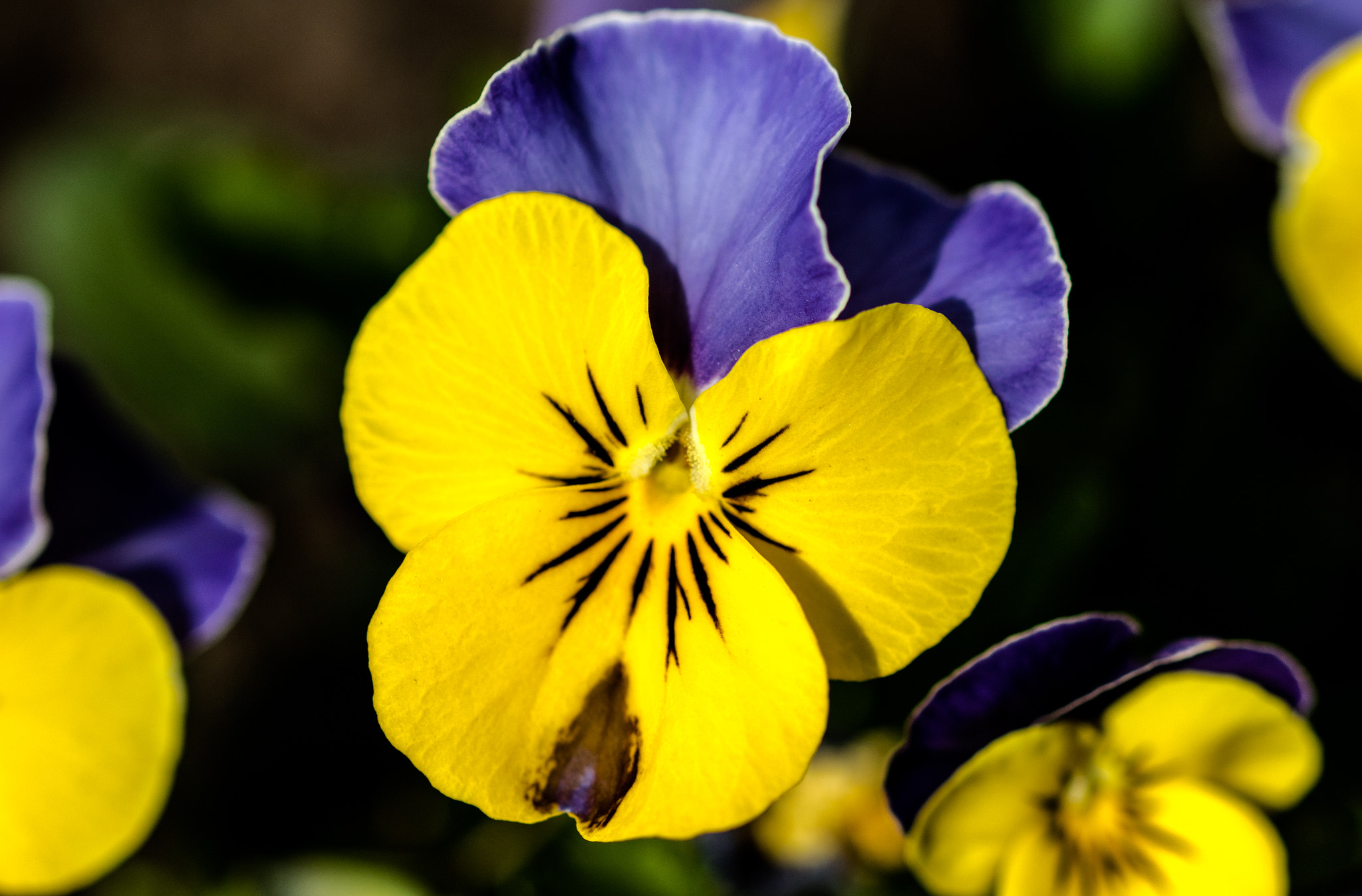 Sigma 105mm F2.8 EX DG OS HSM sample photo. Blue and yellow photography