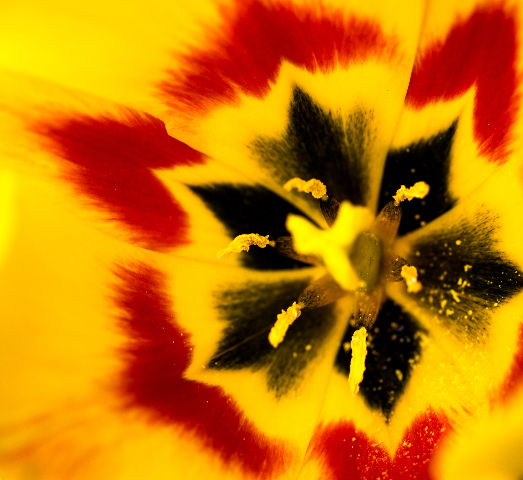 Sigma 105mm F2.8 EX DG OS HSM sample photo. Inside star flower photography