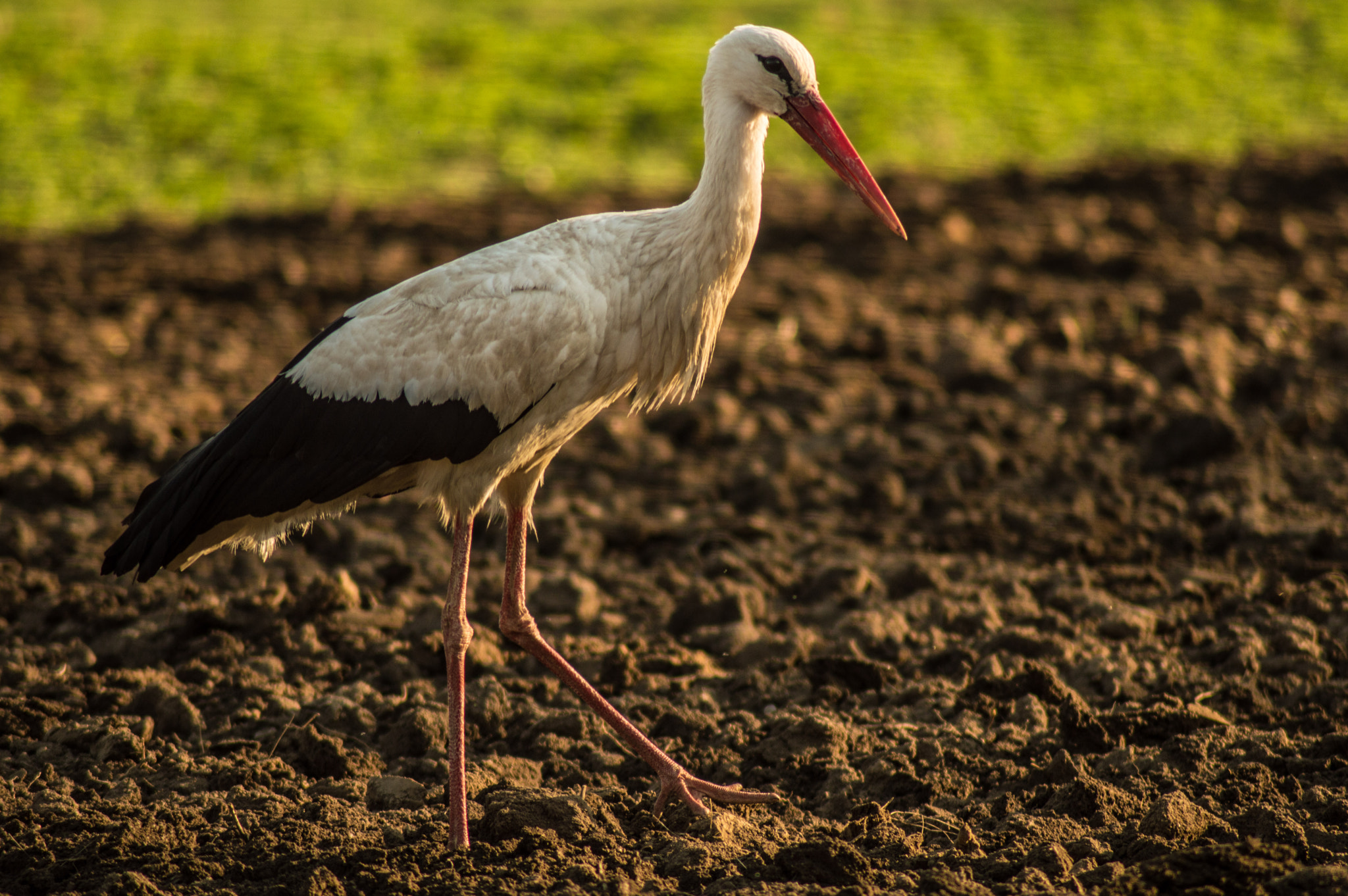 Nikon D3200 sample photo. Stork on hunting photography