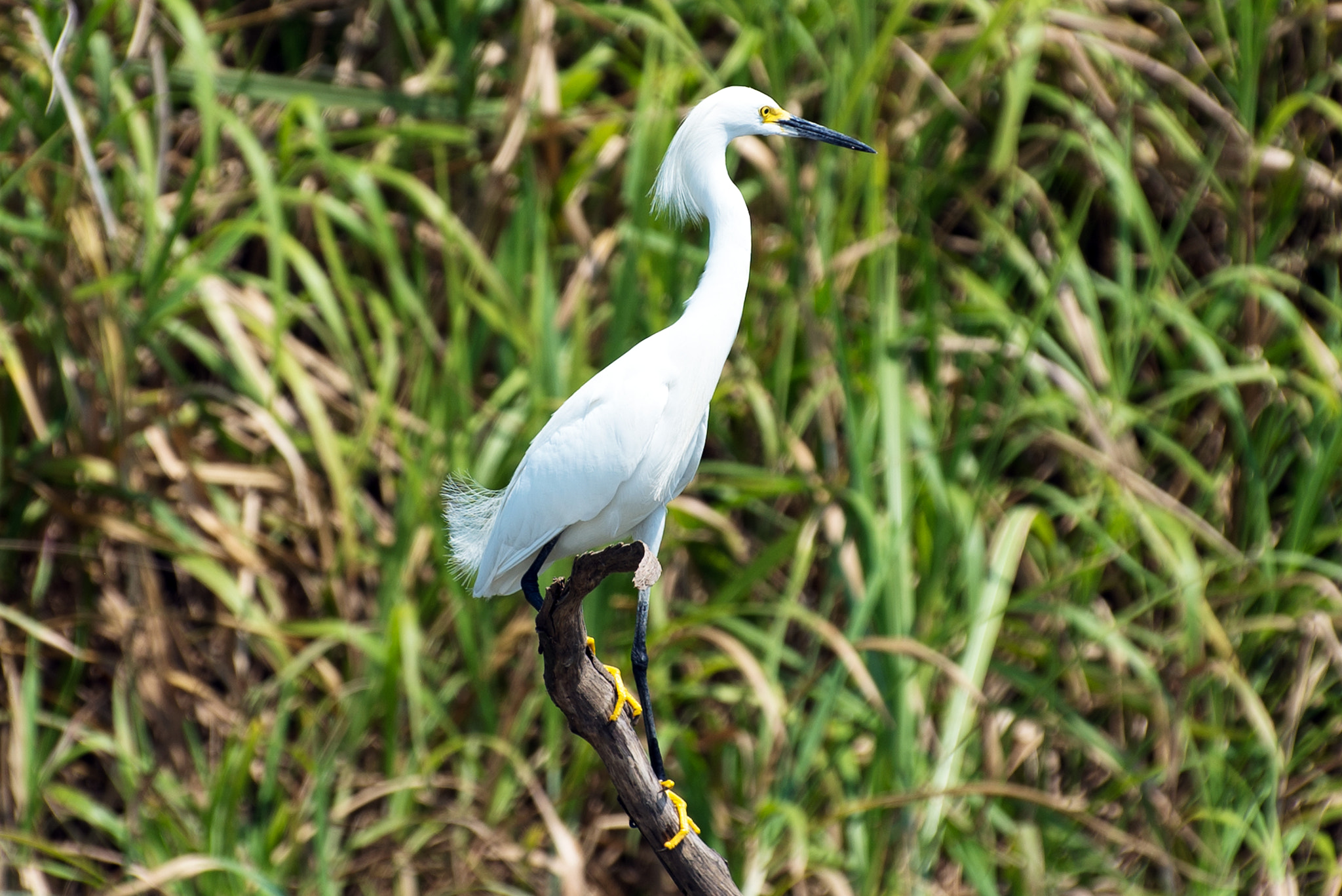 Nikon D600 sample photo. The snowy egret photography