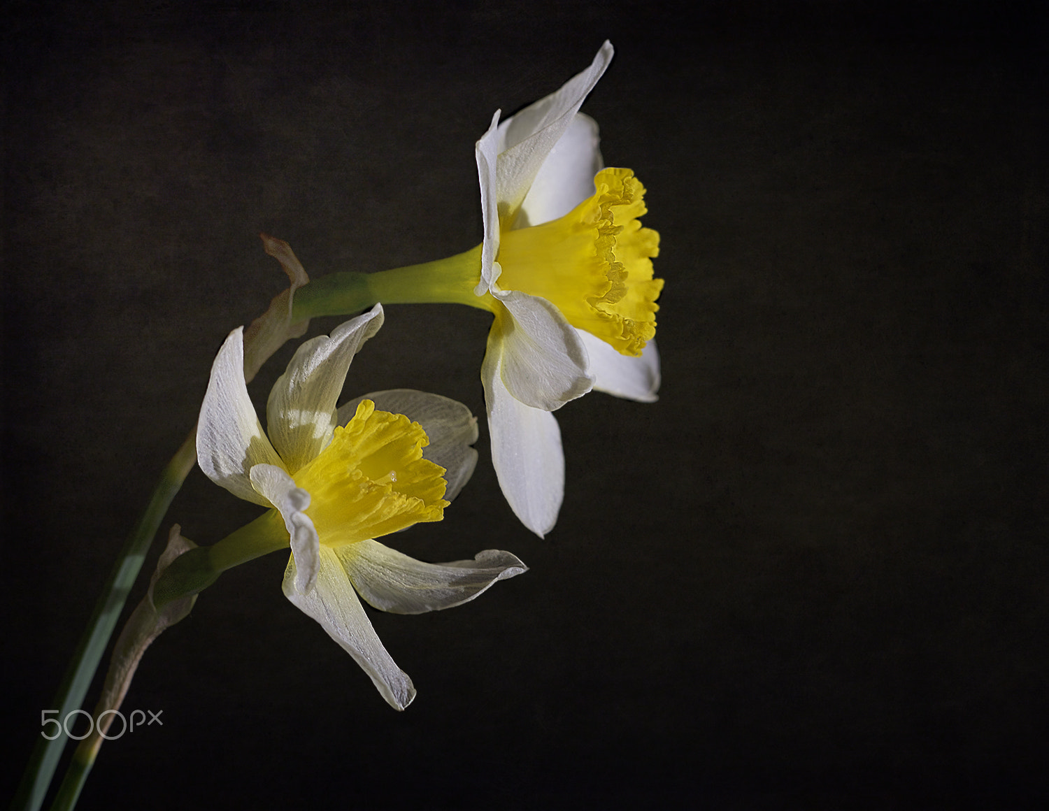 Sigma APO Macro 150mm f/2.8 EX DG HSM sample photo. Twin beauty photography