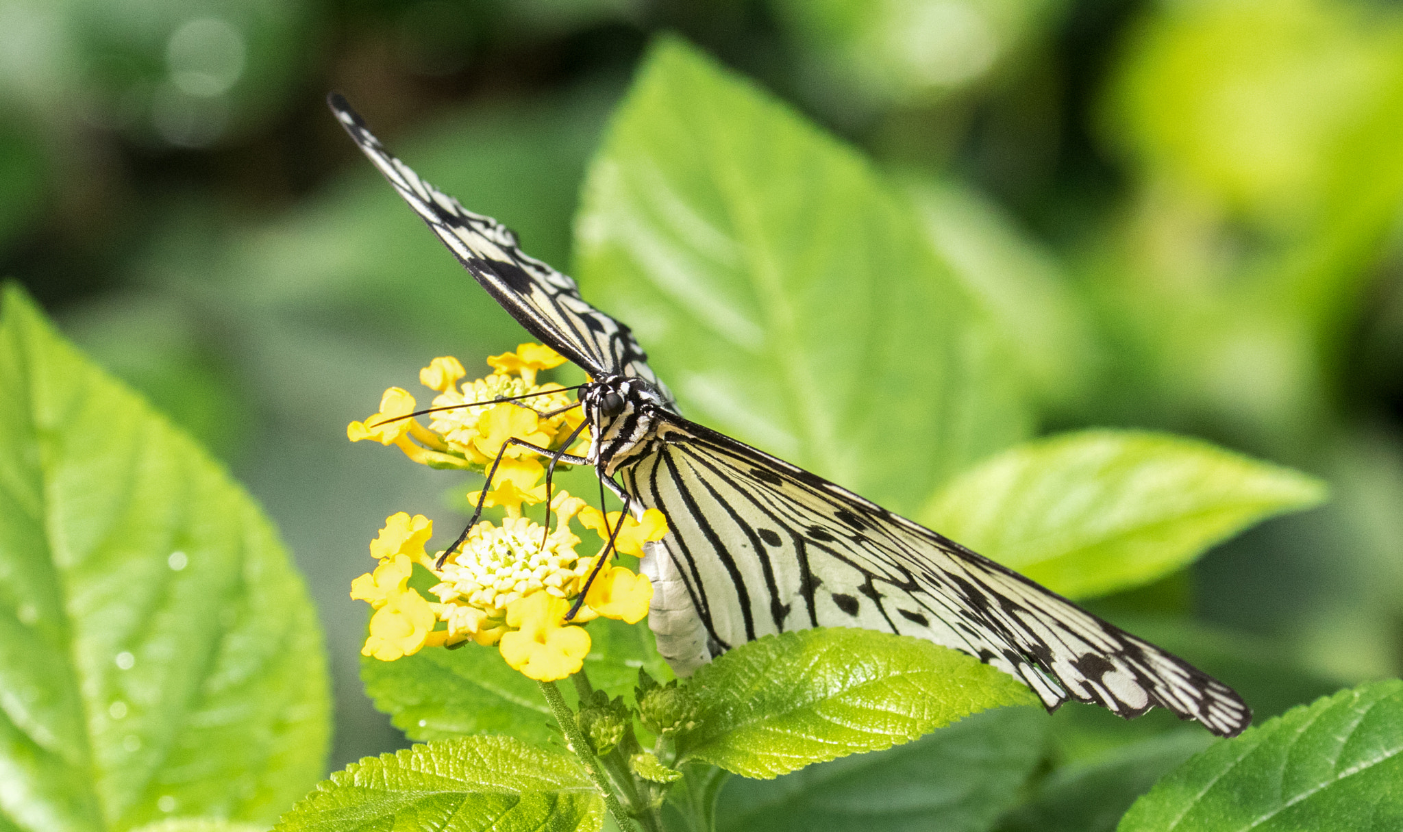 Canon EF 70-300mm F4-5.6L IS USM sample photo. Let's have a nectar photography