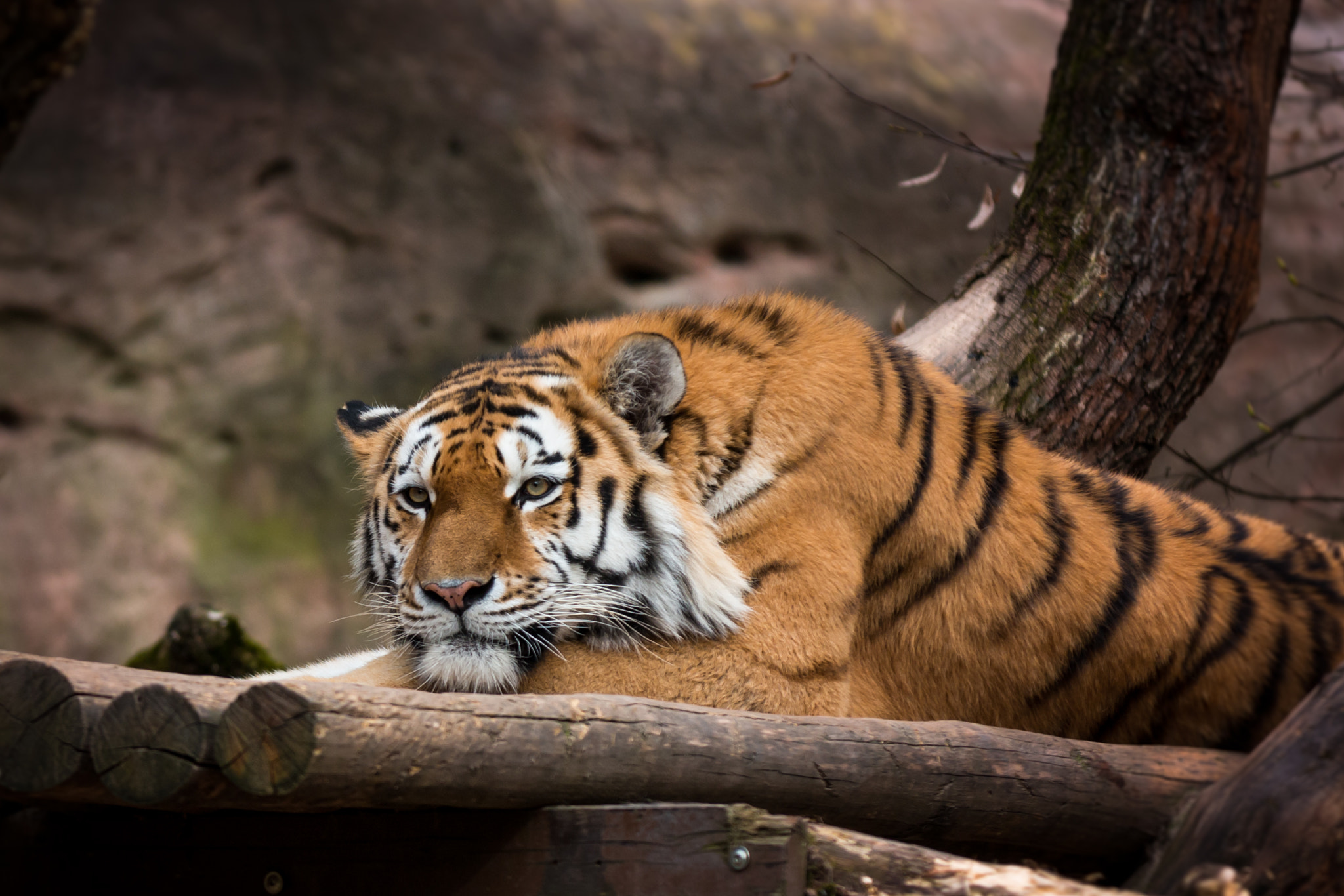 Canon EF 70-200mm F2.8L IS II USM sample photo. Relaxing photography