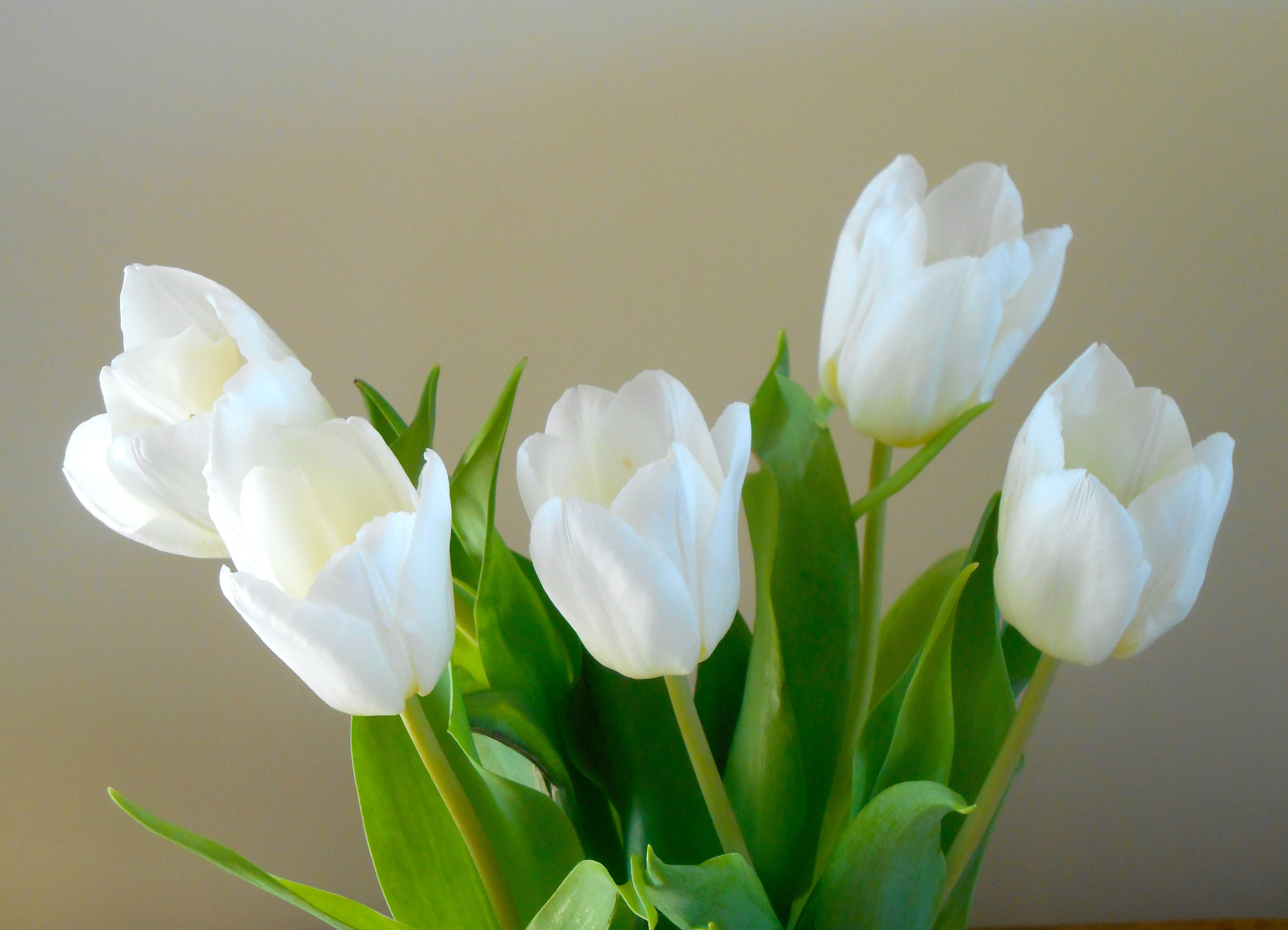 Nikon COOLPIX S3400 sample photo. White tulips photography