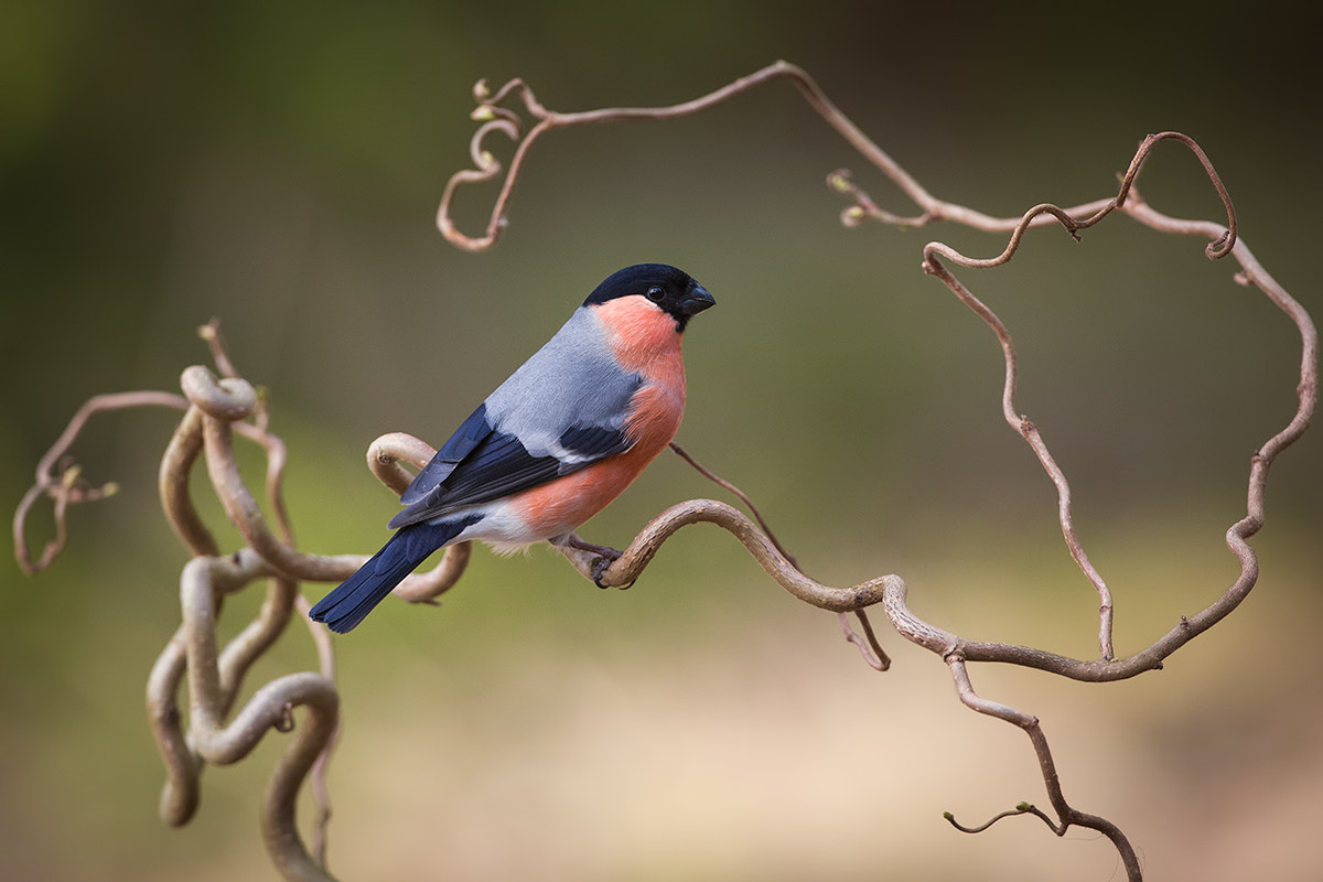 Canon EF 500mm F4L IS USM sample photo. Bullfinch photography