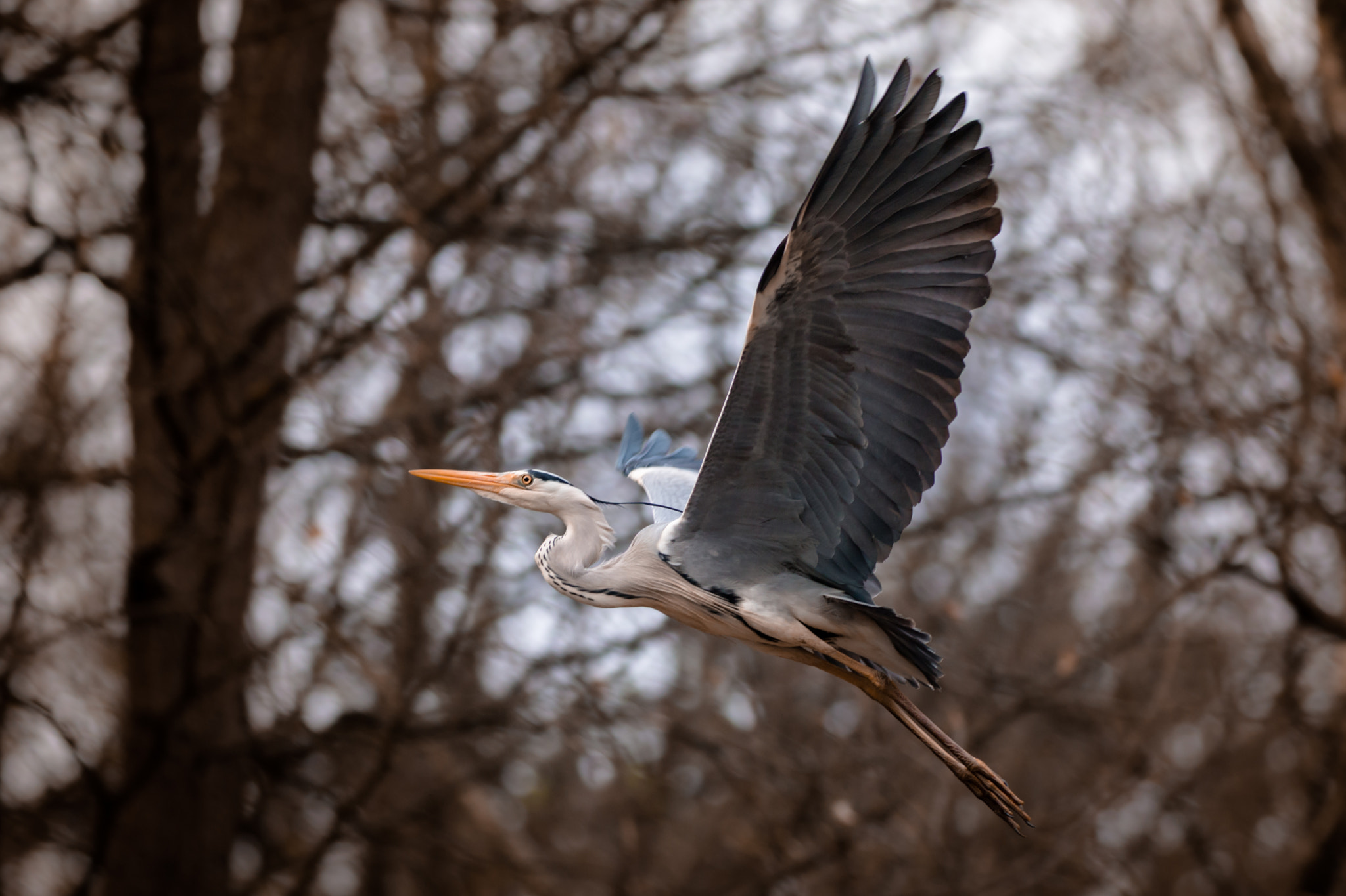 Canon EF 70-200mm F2.8L IS II USM sample photo. Takeoff photography