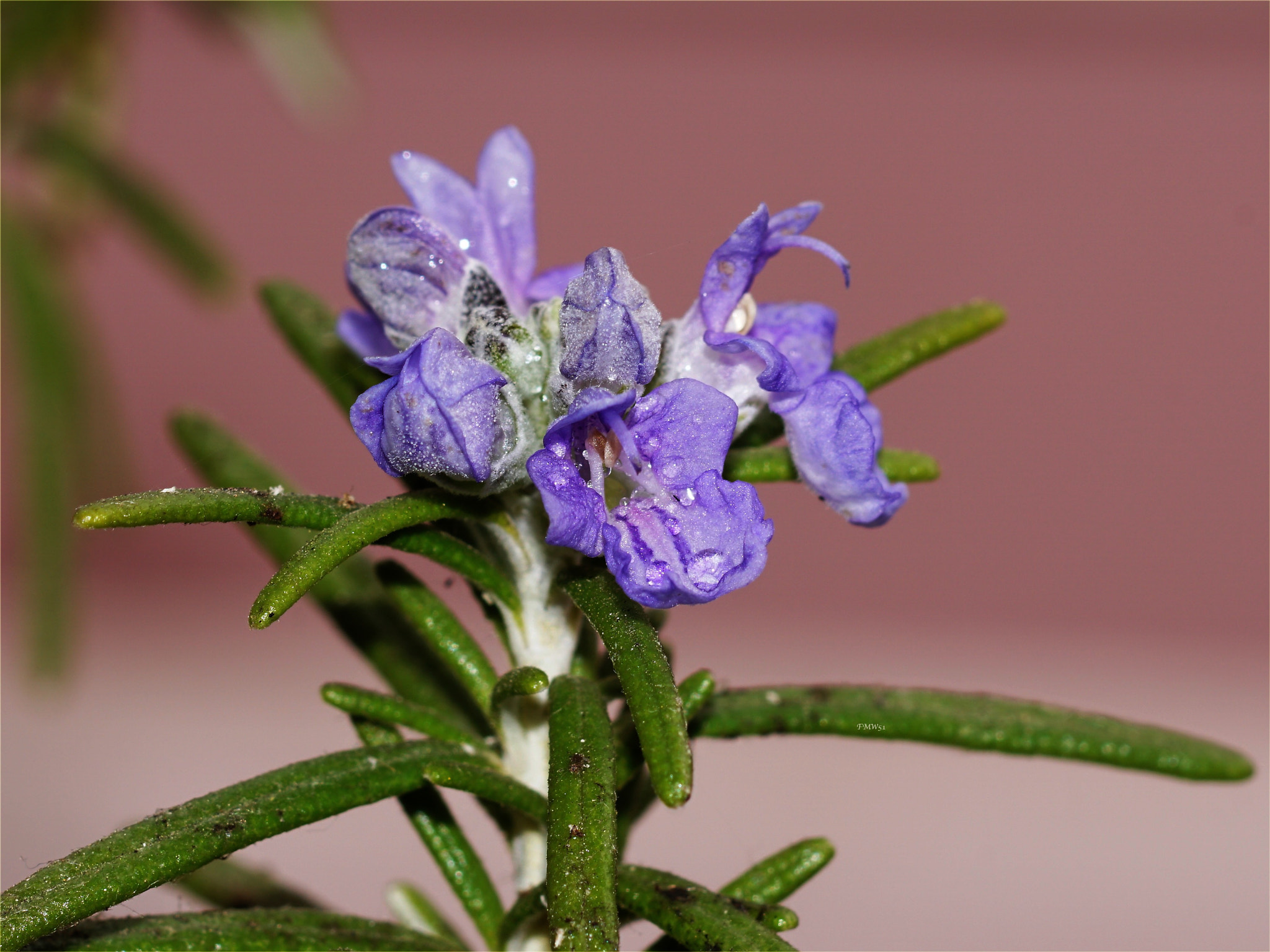 Sony 100mm F2.8 Macro sample photo. Flowering rosemary photography