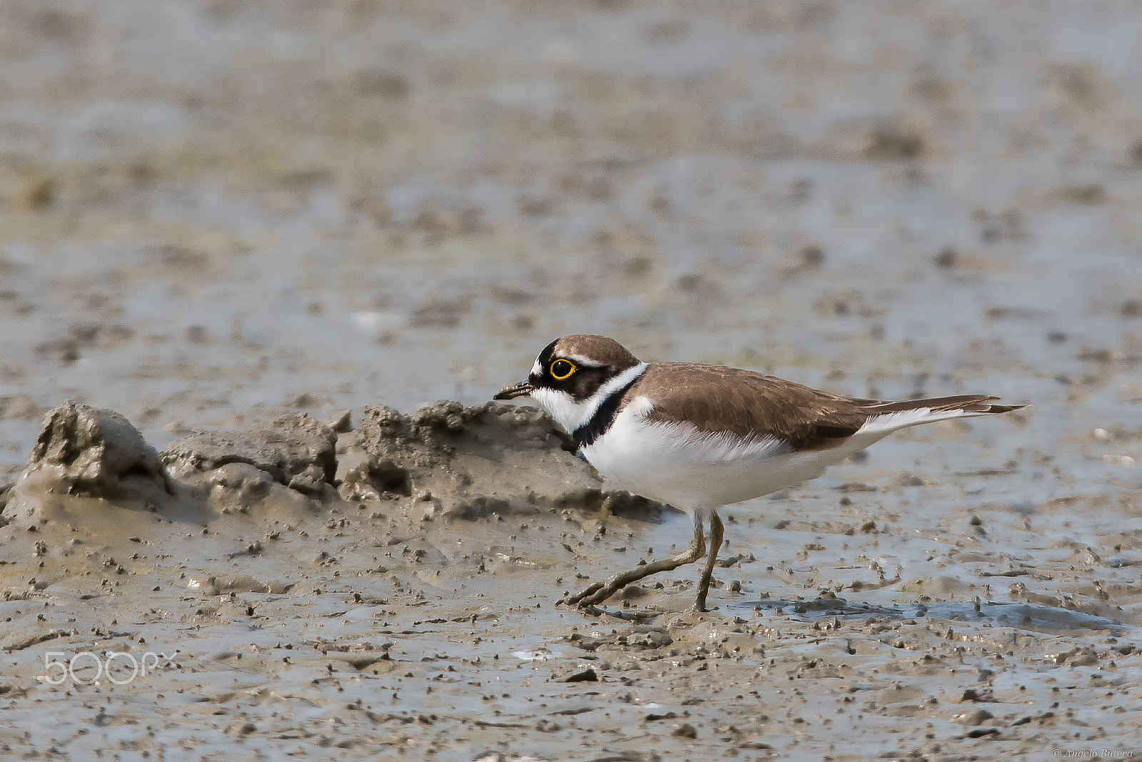 Nikon D500 + Sigma 150-600mm F5-6.3 DG OS HSM | S sample photo. Corriere piccolo photography