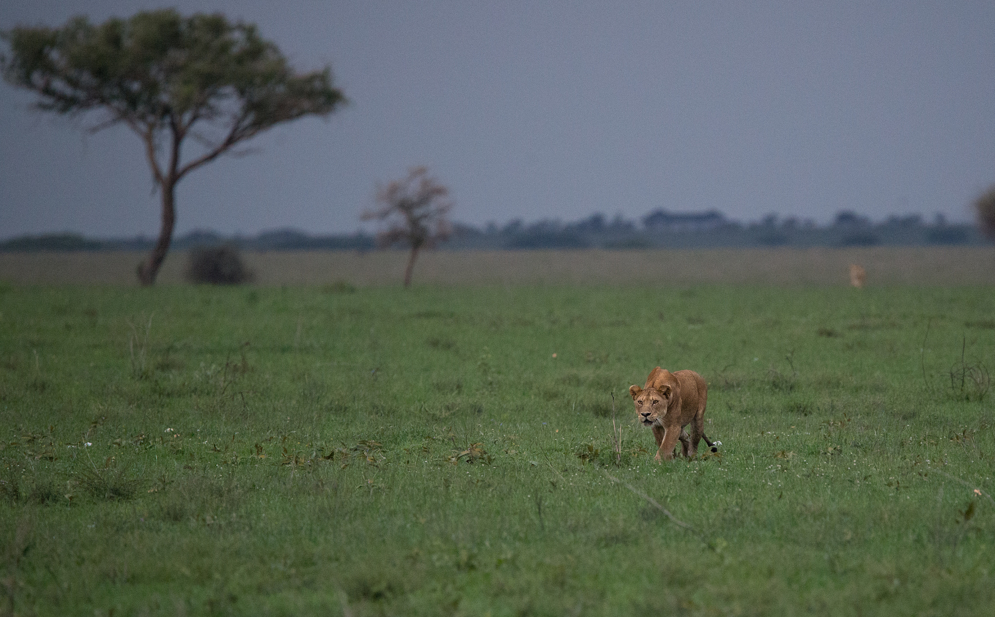 Nikon D600 sample photo. Hunting high and low photography
