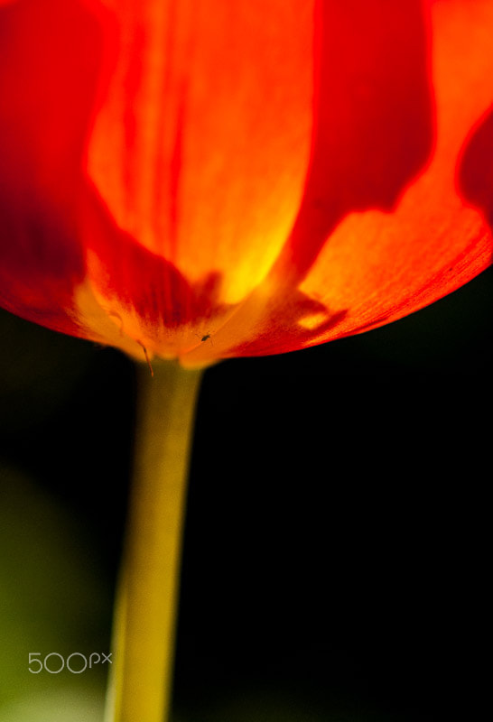 Nikon AF-S Micro-Nikkor 105mm F2.8G IF-ED VR sample photo. Tulip photography