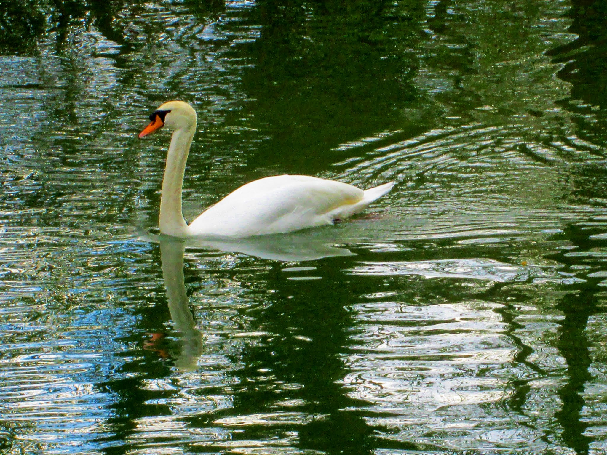 Canon PowerShot A1400 sample photo. Le cygne photography