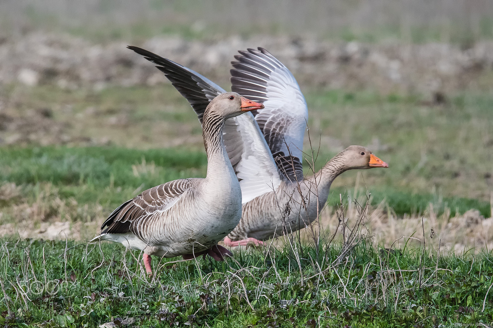 Sigma 150-600mm F5-6.3 DG OS HSM | S sample photo. Oche selvatiche..pronti...!! photography