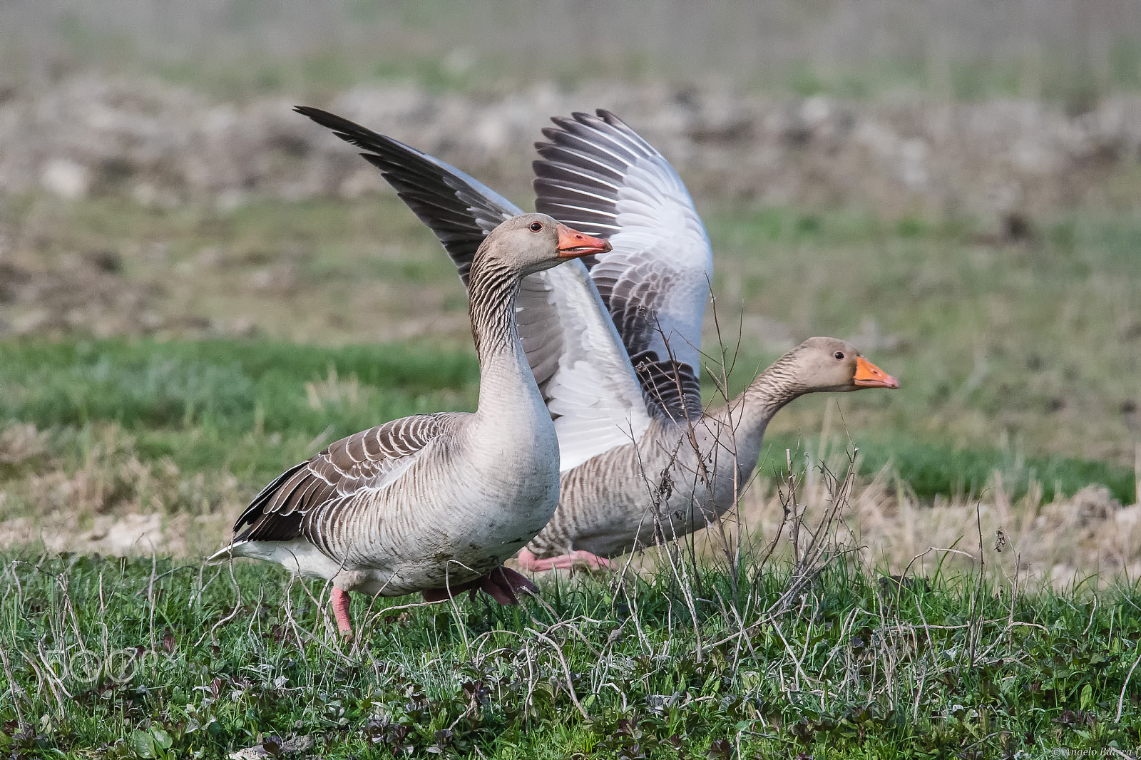 Nikon D500 + Sigma 150-600mm F5-6.3 DG OS HSM | S sample photo. Oche selvatiche..pronti...!! photography