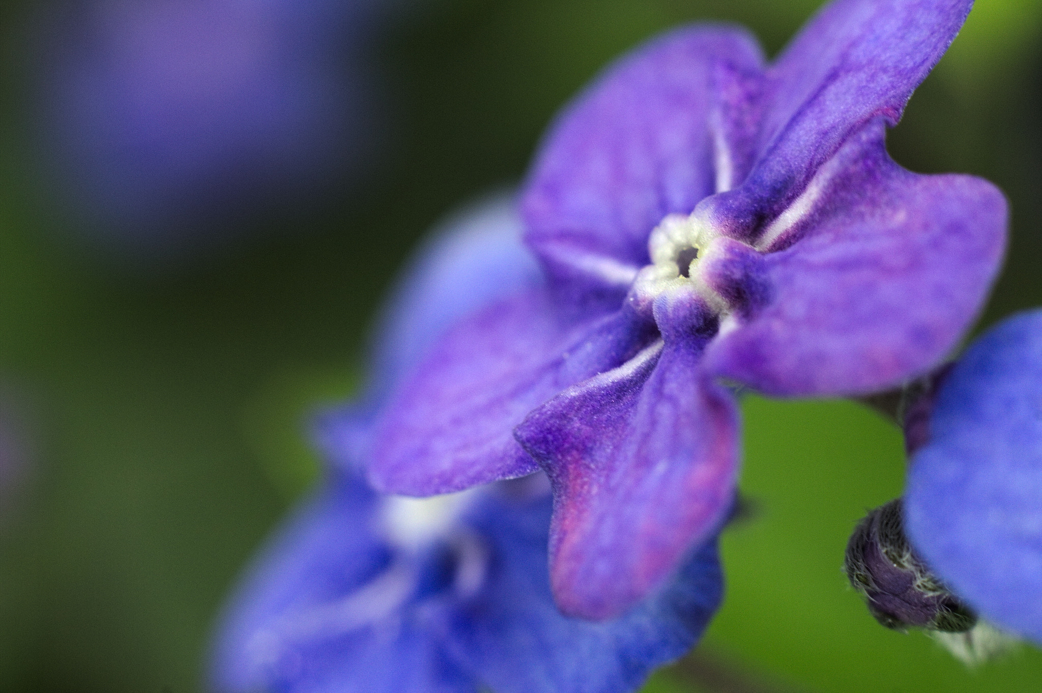 Canon EOS 600D (Rebel EOS T3i / EOS Kiss X5) sample photo. Gedenkemein photography