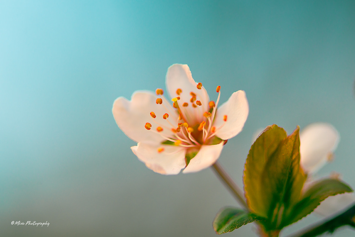 Nikon AF-S Micro-Nikkor 105mm F2.8G IF-ED VR sample photo. Spring photography