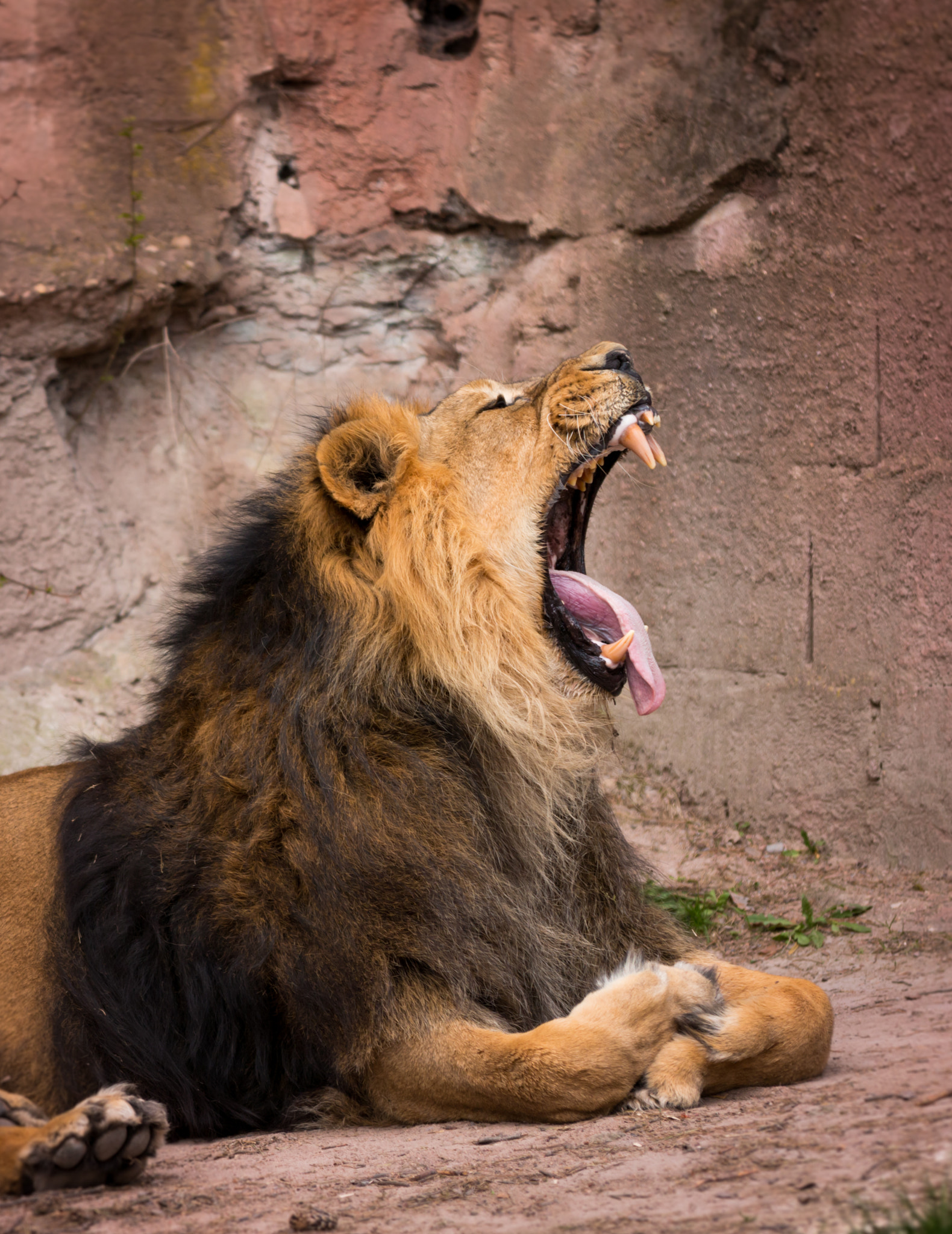 Canon EF 70-200mm F2.8L IS II USM sample photo. I am the king photography