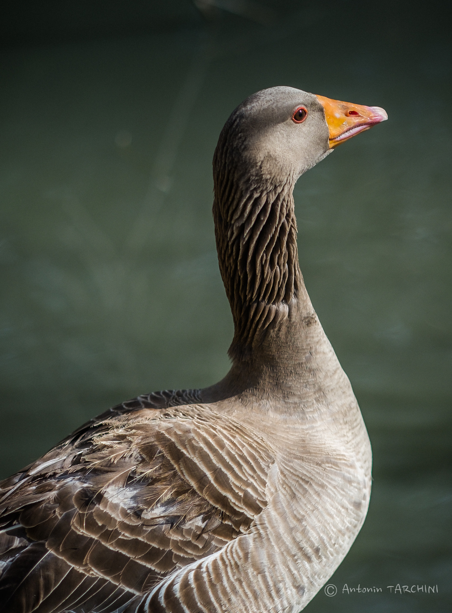 Fujifilm X-Pro1 + Fujifilm XF 56mm F1.2 R sample photo. Elegance photography