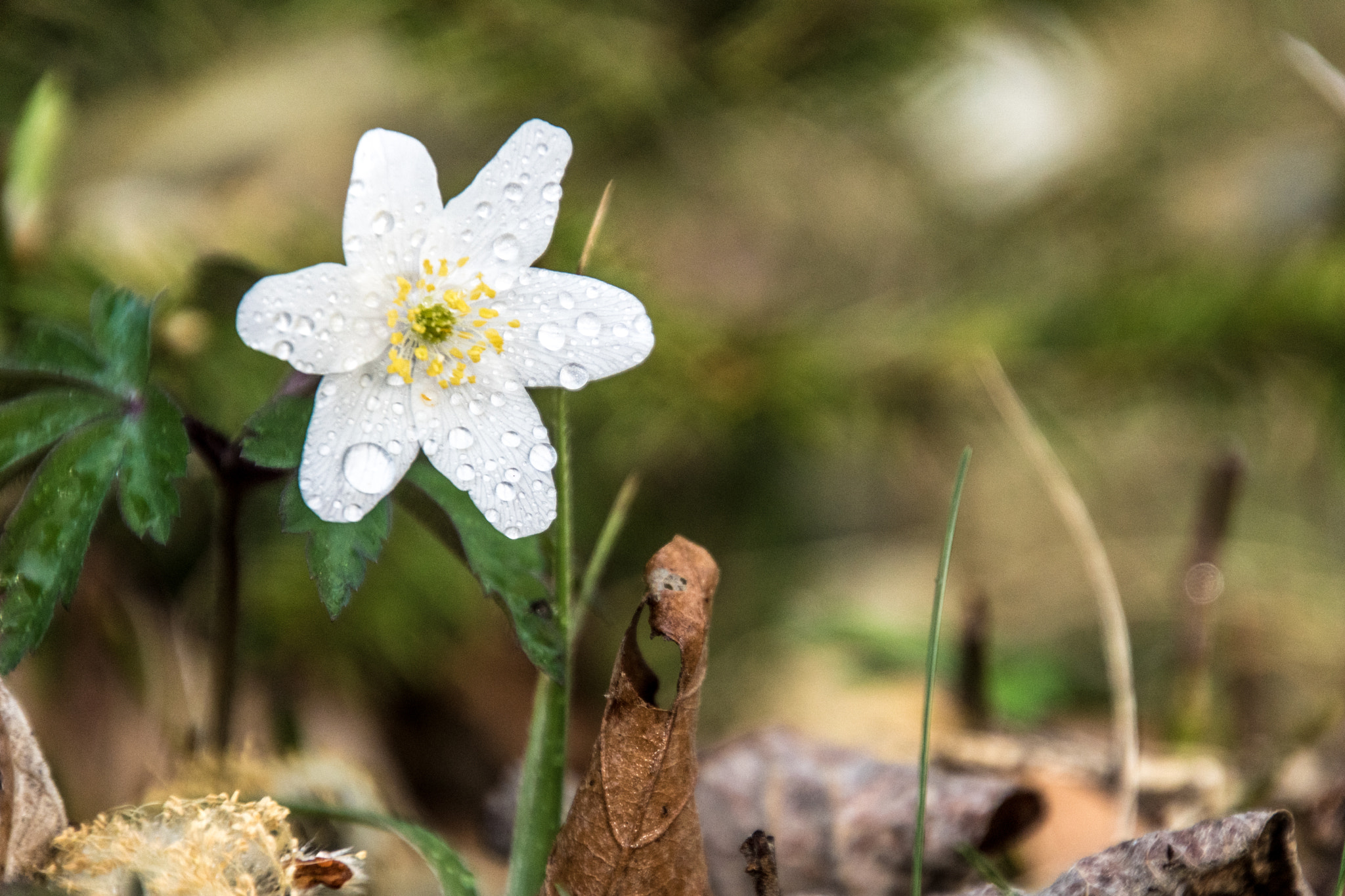 Sony ILCA-77M2 + Tamron 16-300mm F3.5-6.3 Di II VC PZD Macro sample photo. White star photography