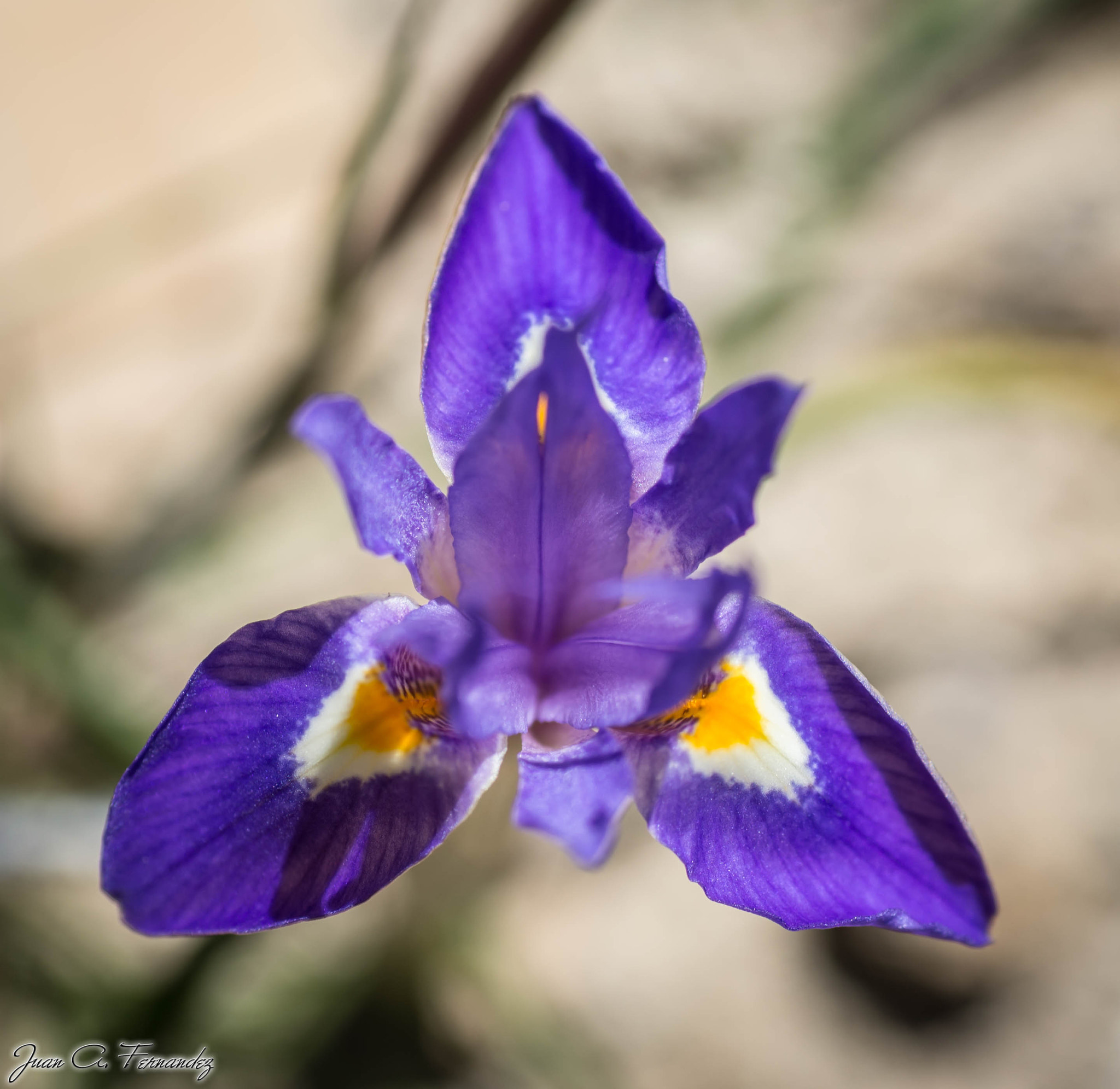 Nikon D610 sample photo. Iris flower photography