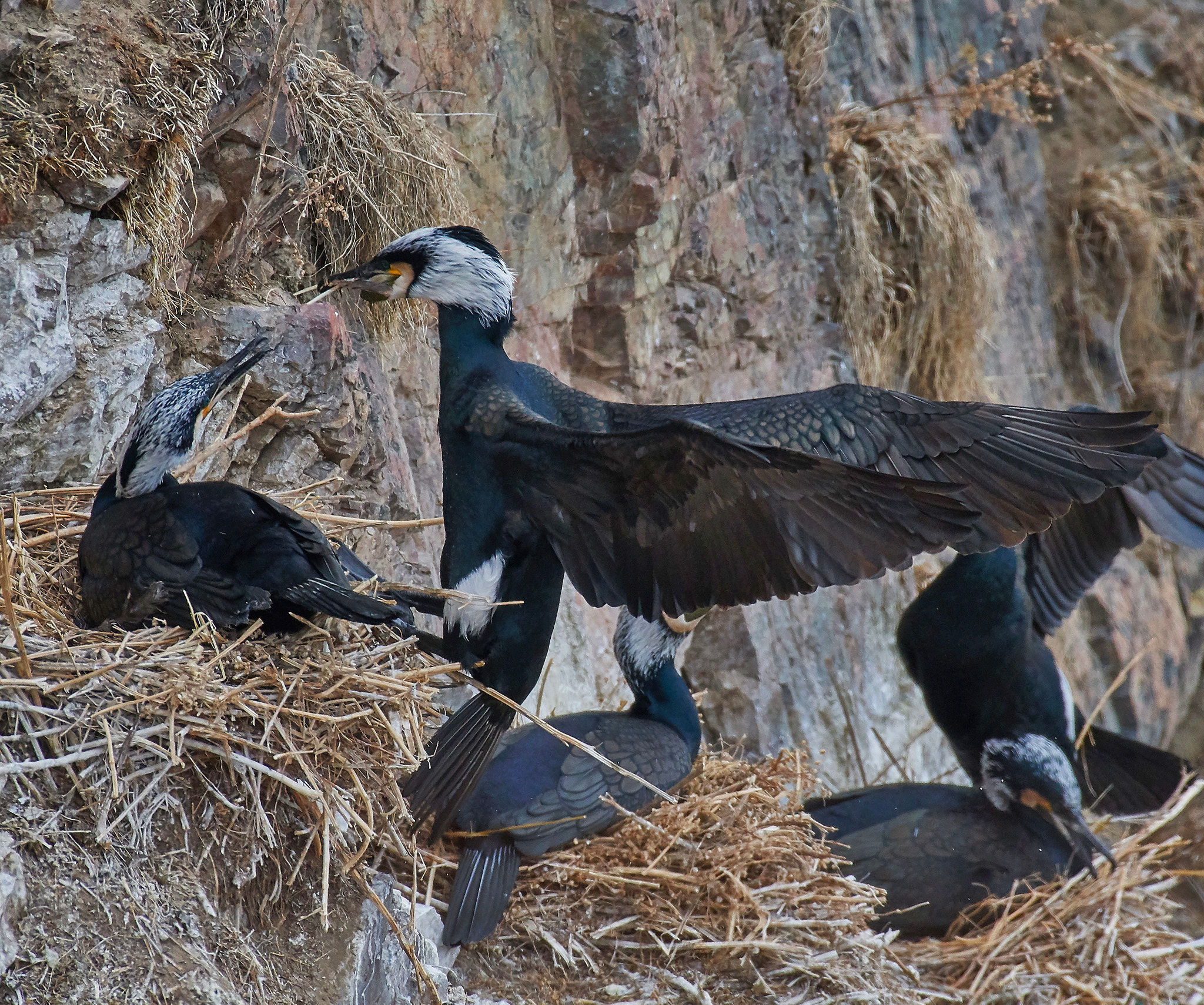 Nikon AF-S Nikkor 200-500mm F5.6E ED VR sample photo. Bird's island. qinghai lake. today. photography