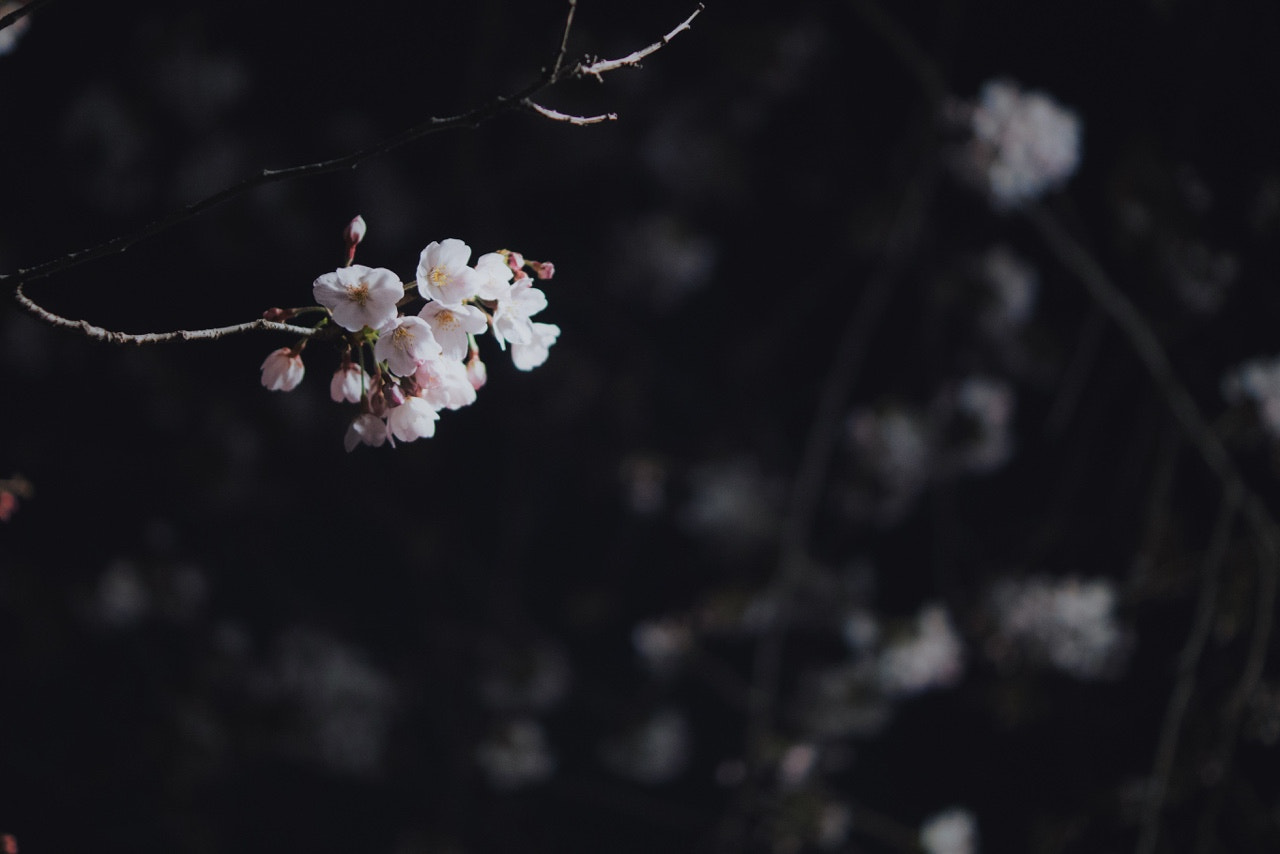 Sony a6000 + Sony DT 35mm F1.8 SAM sample photo. Night blossom. photography