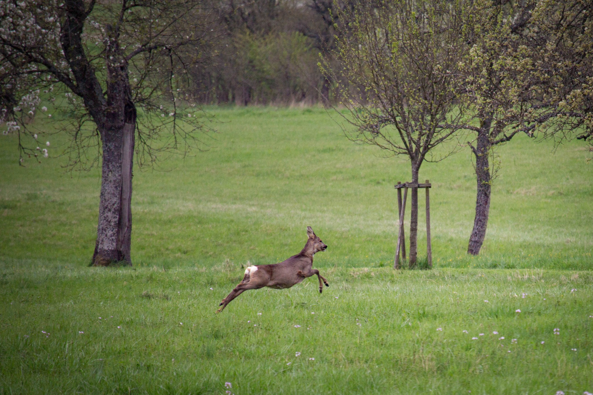 Canon EF-S 55-250mm F4-5.6 IS STM sample photo. Reh auf der wiese photography