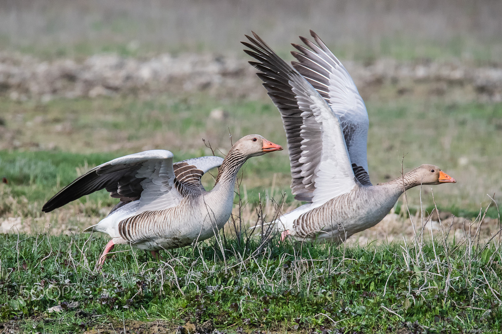 Sigma 150-600mm F5-6.3 DG OS HSM | S sample photo. Pronti al decollo! photography