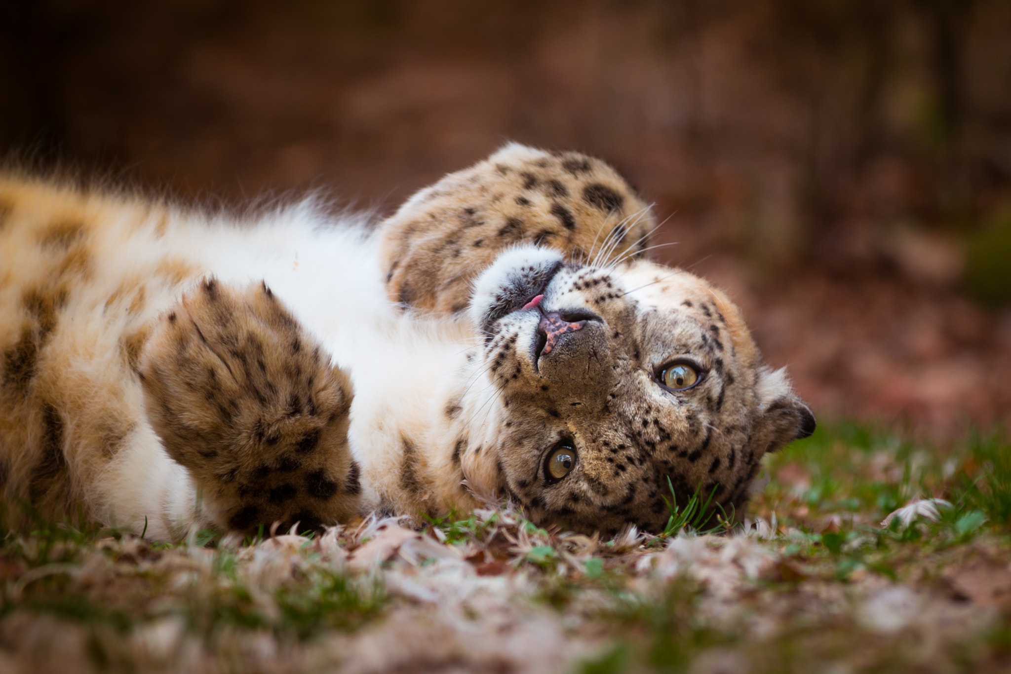Canon EF 70-200mm F2.8L IS II USM sample photo. Kittenish snow leopard photography