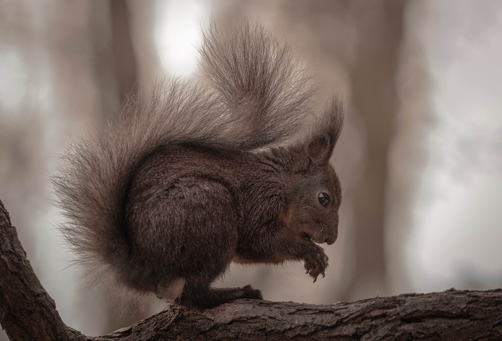 Nikon D5100 + Sigma 150-600mm F5-6.3 DG OS HSM | C sample photo. Black squirrel photography