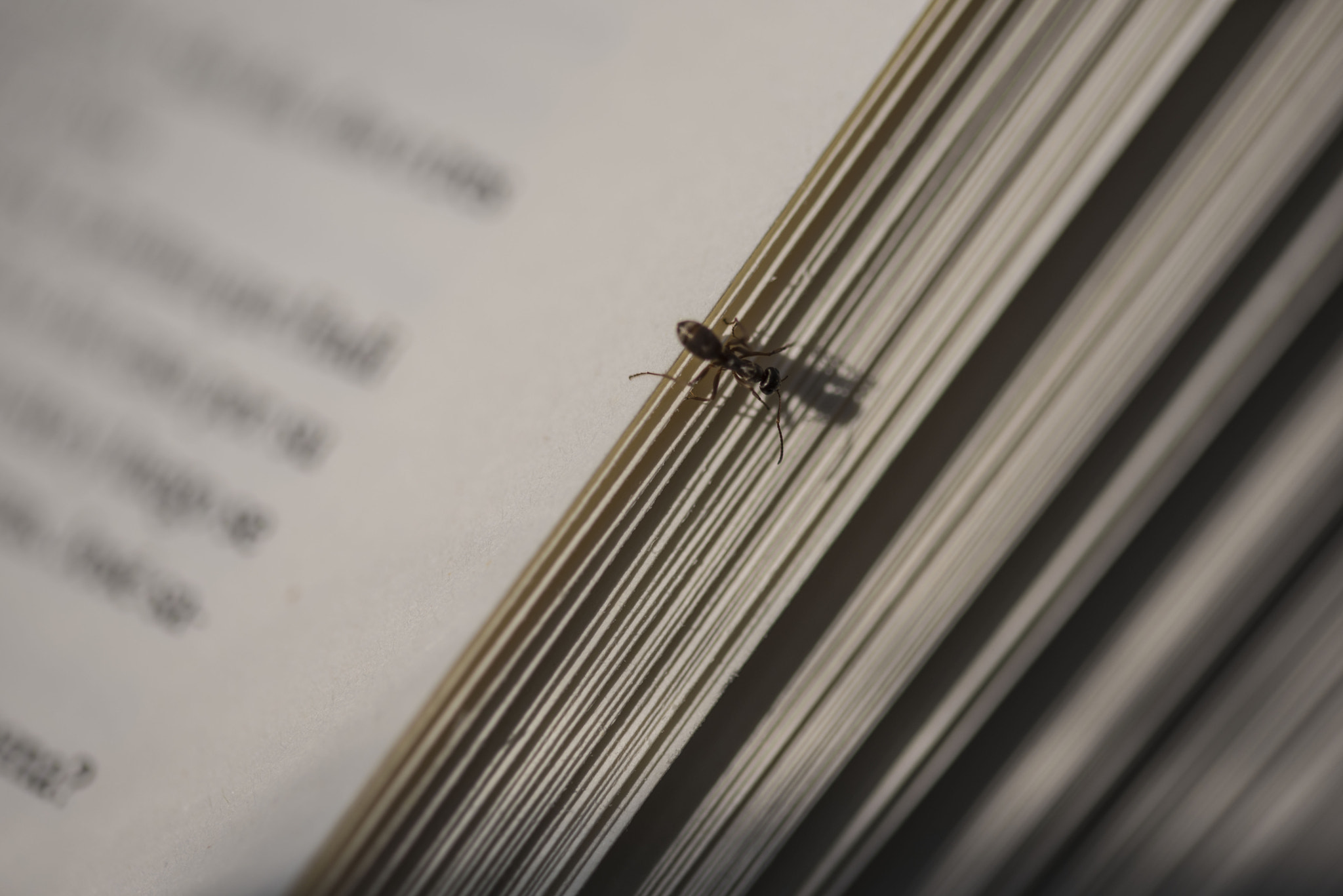 Sigma 105mm F2.8 EX DG OS HSM sample photo. Ant reading photography