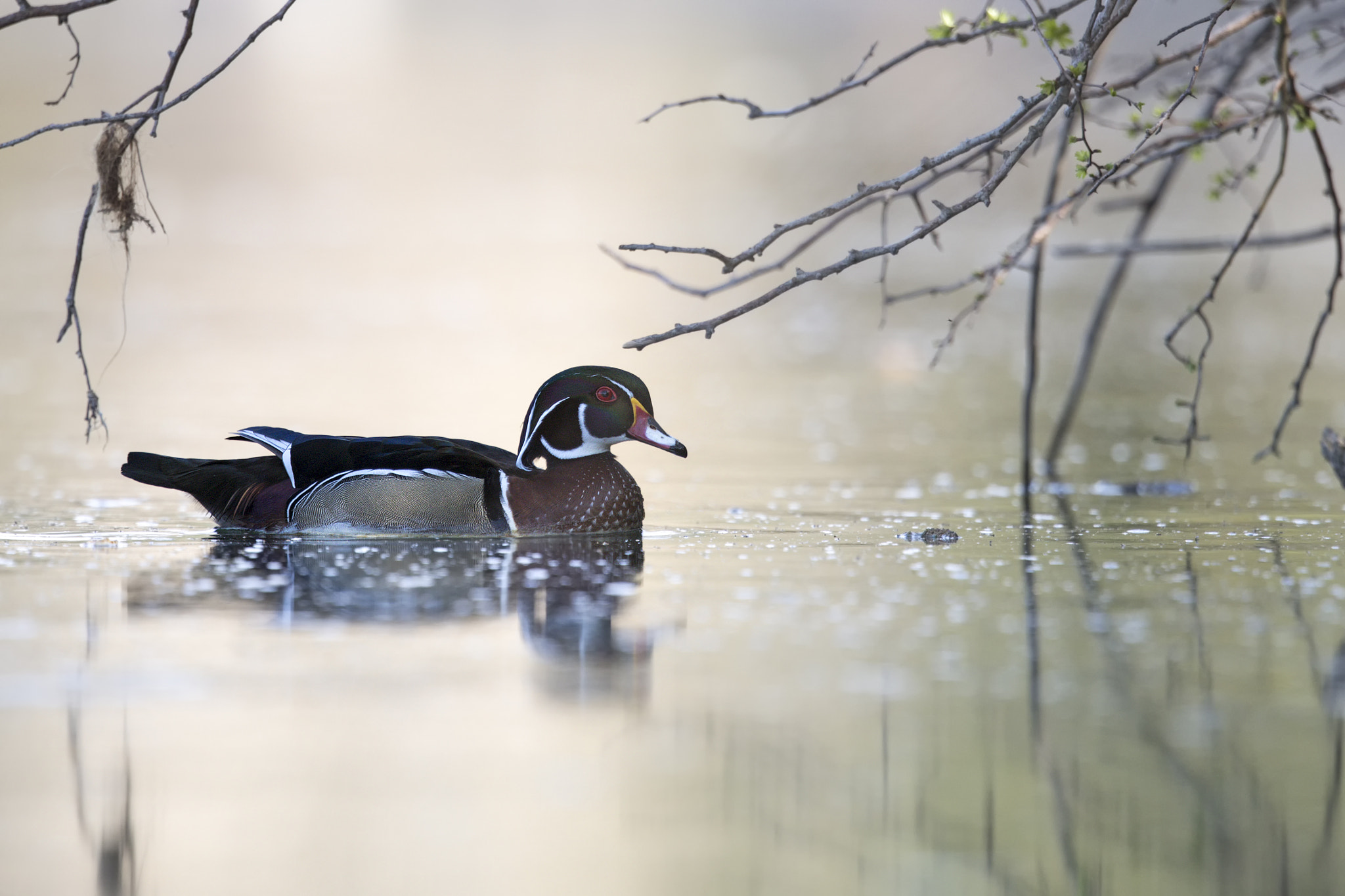 Canon EF 500mm F4L IS II USM sample photo. Mr. aix sponsa photography