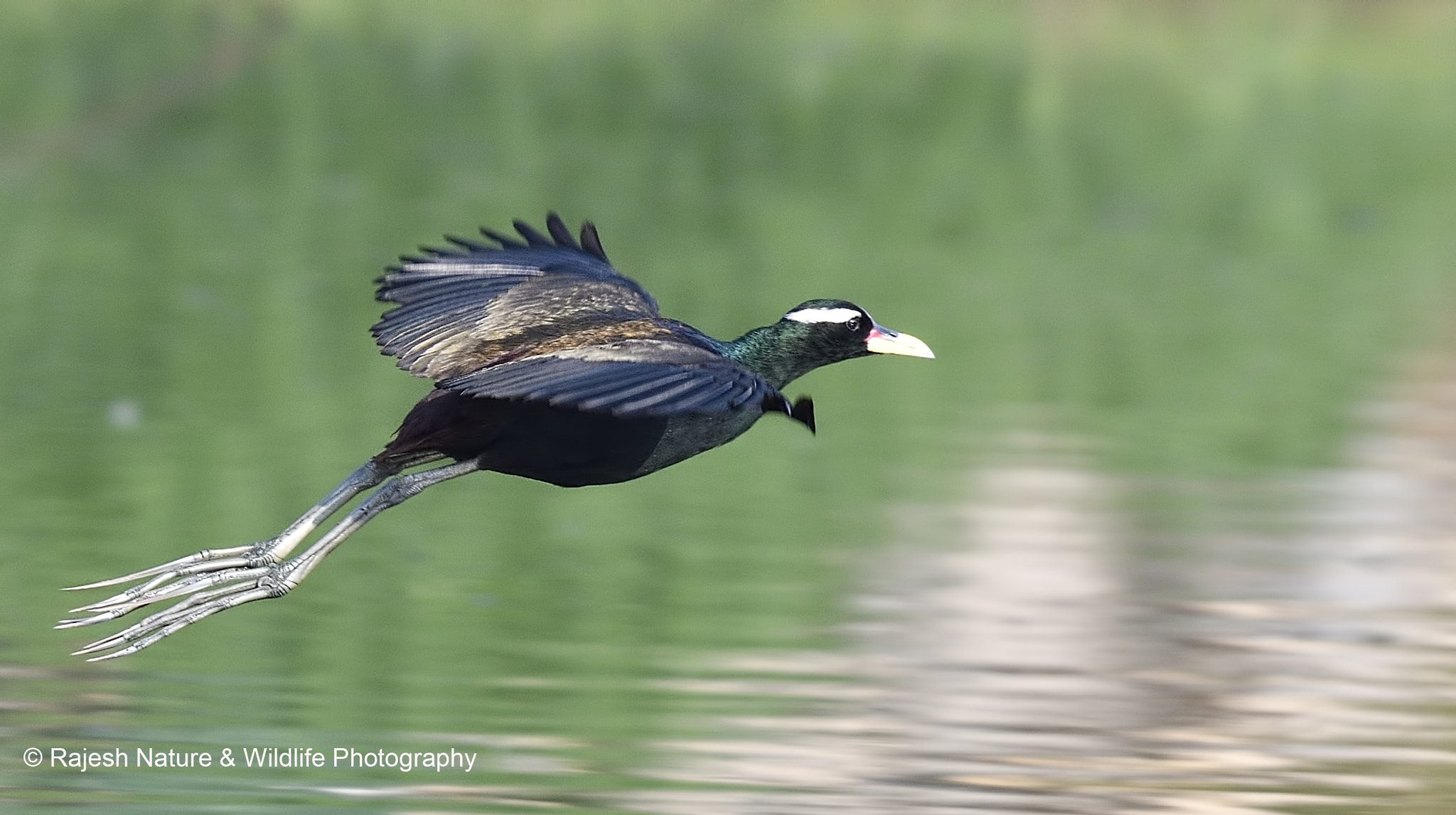 Sigma 150-600mm F5-6.3 DG OS HSM | S sample photo. _rkr8400_00002.jpg photography