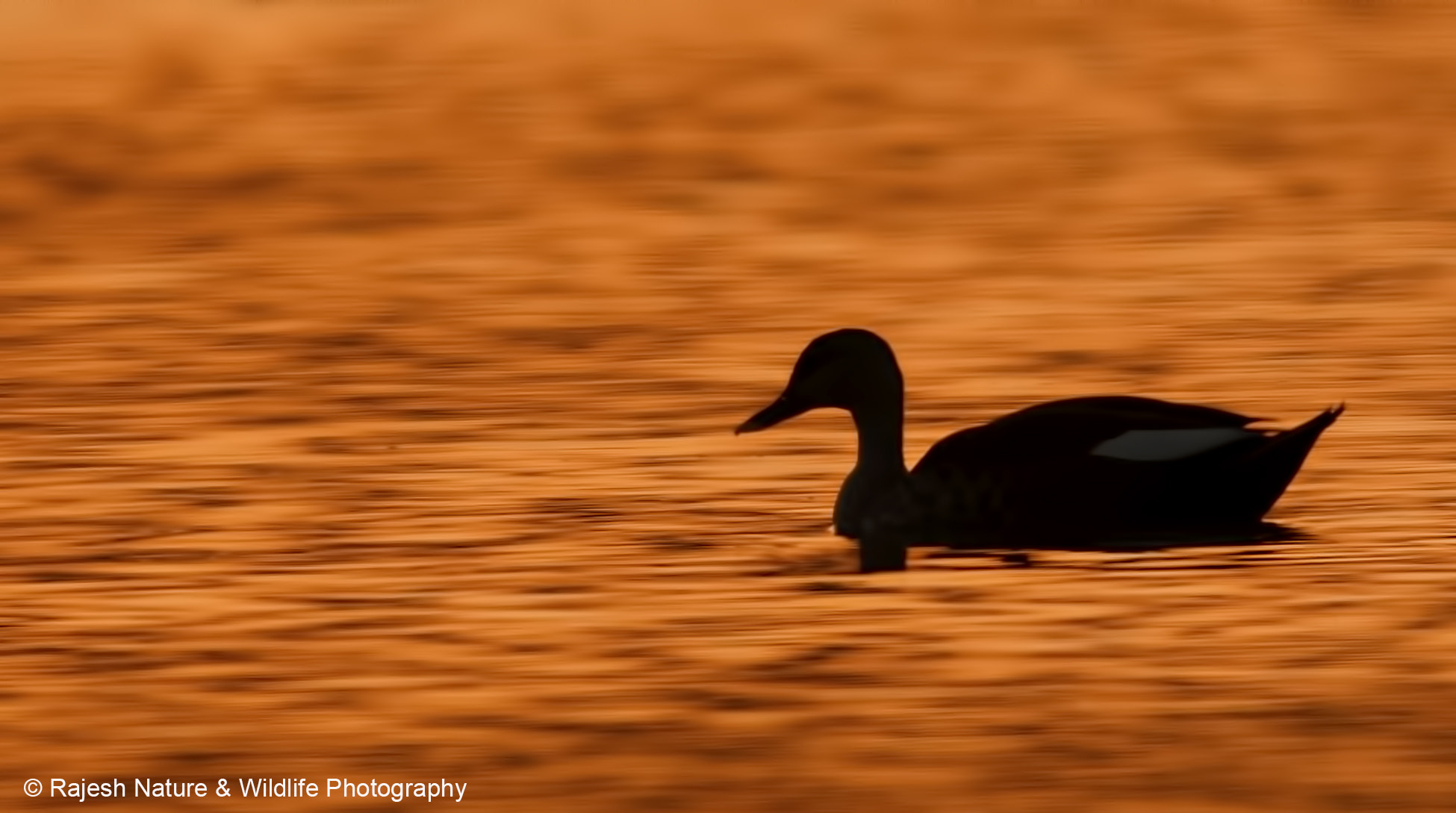 Nikon D500 + Sigma 150-600mm F5-6.3 DG OS HSM | S sample photo. _rkr8761_00001.jpg photography