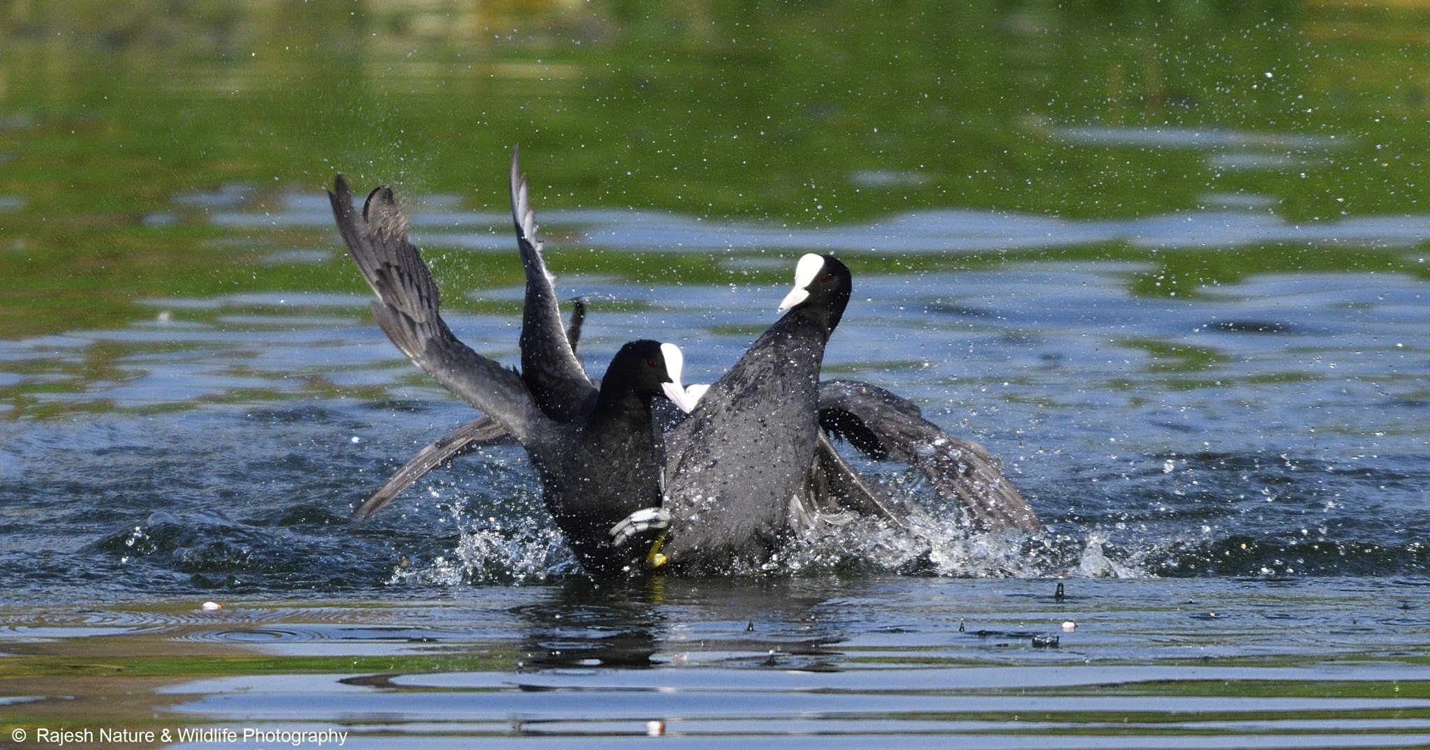 Nikon D500 + Sigma 150-600mm F5-6.3 DG OS HSM | S sample photo. _rkr8994_00002.jpg photography